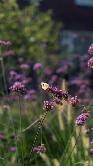 Bloemen in luxe tuin Custers Luxe Tuinen