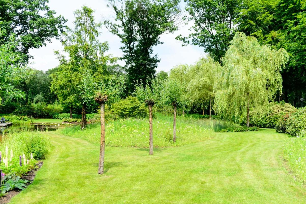 bomen in parktuin