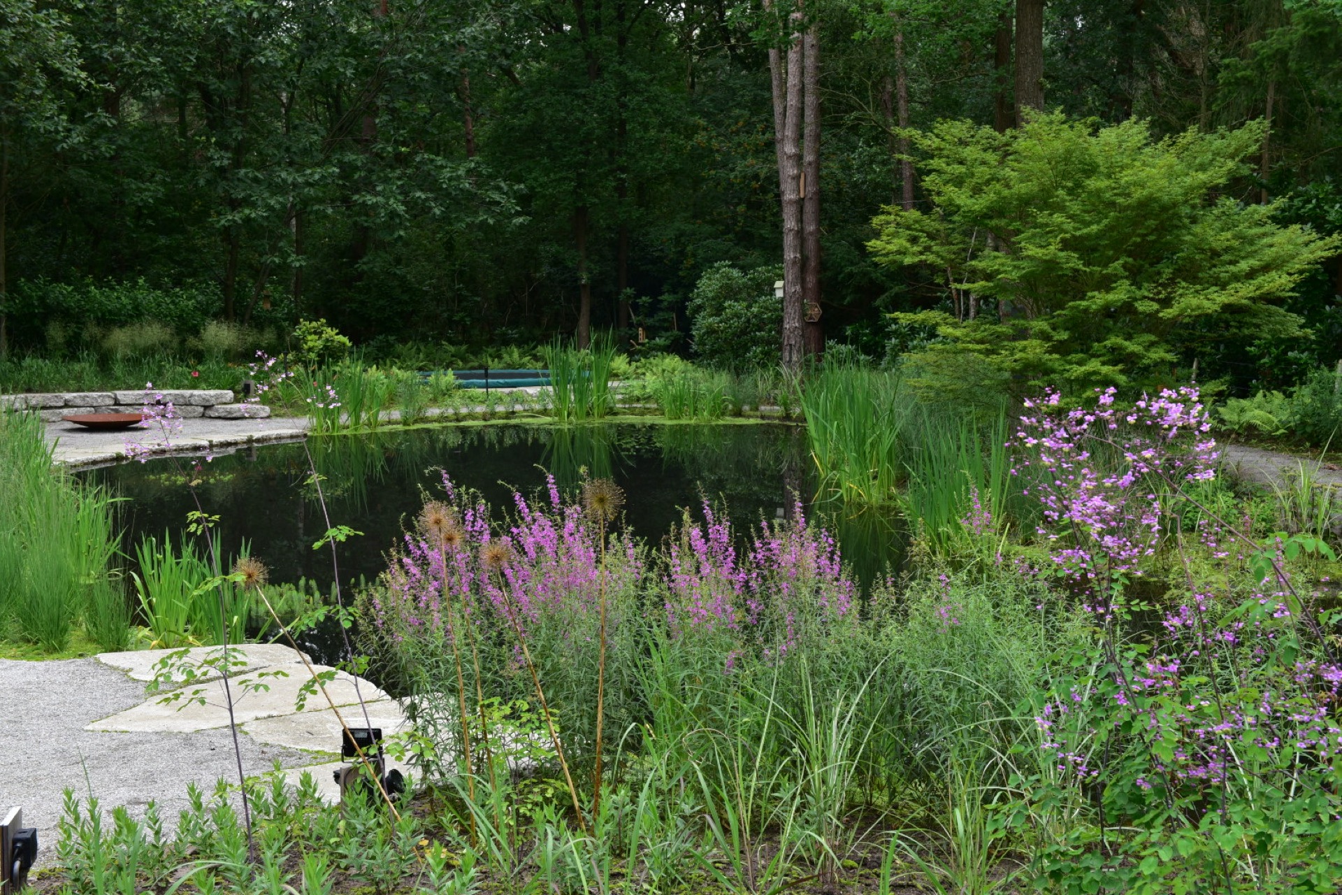 vijver met beplanting