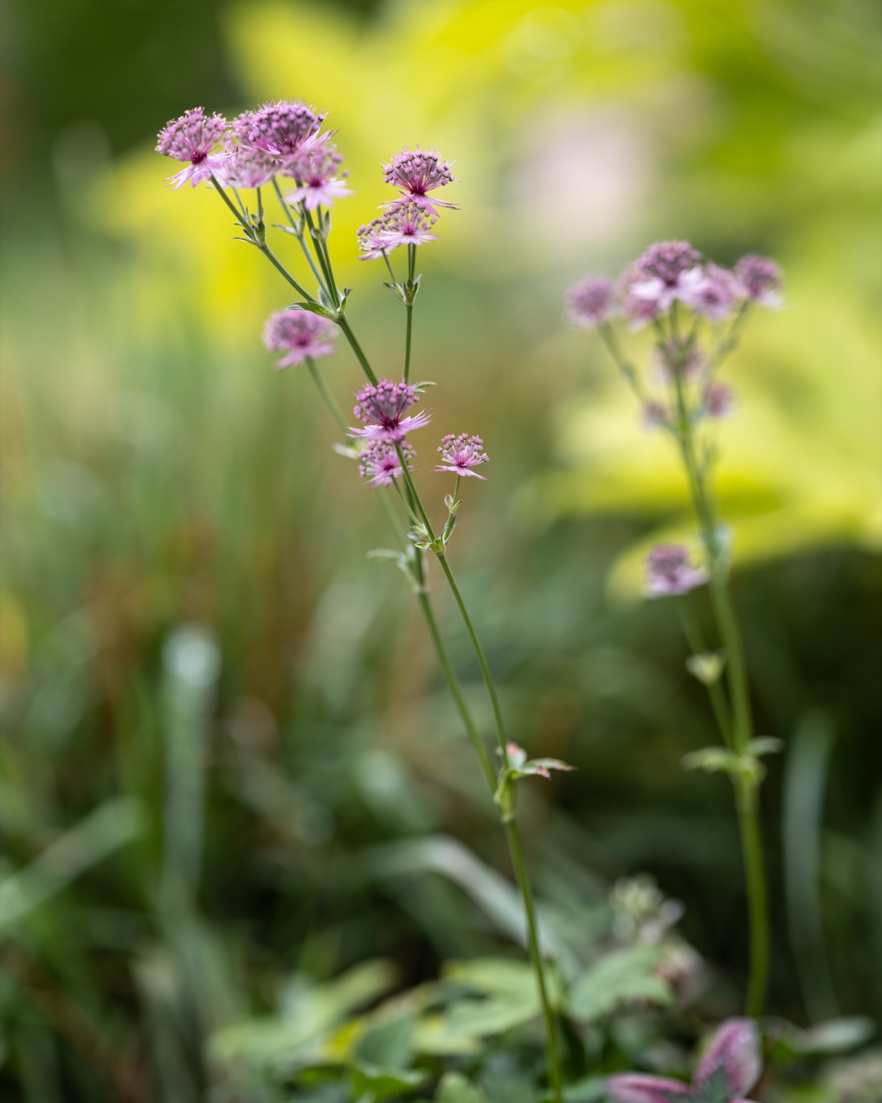 bloemen in luxe tuin