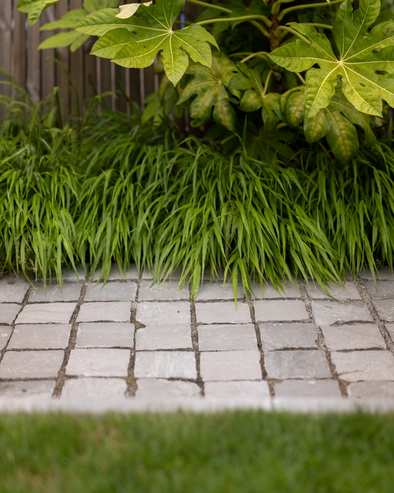 tuin met grassen
