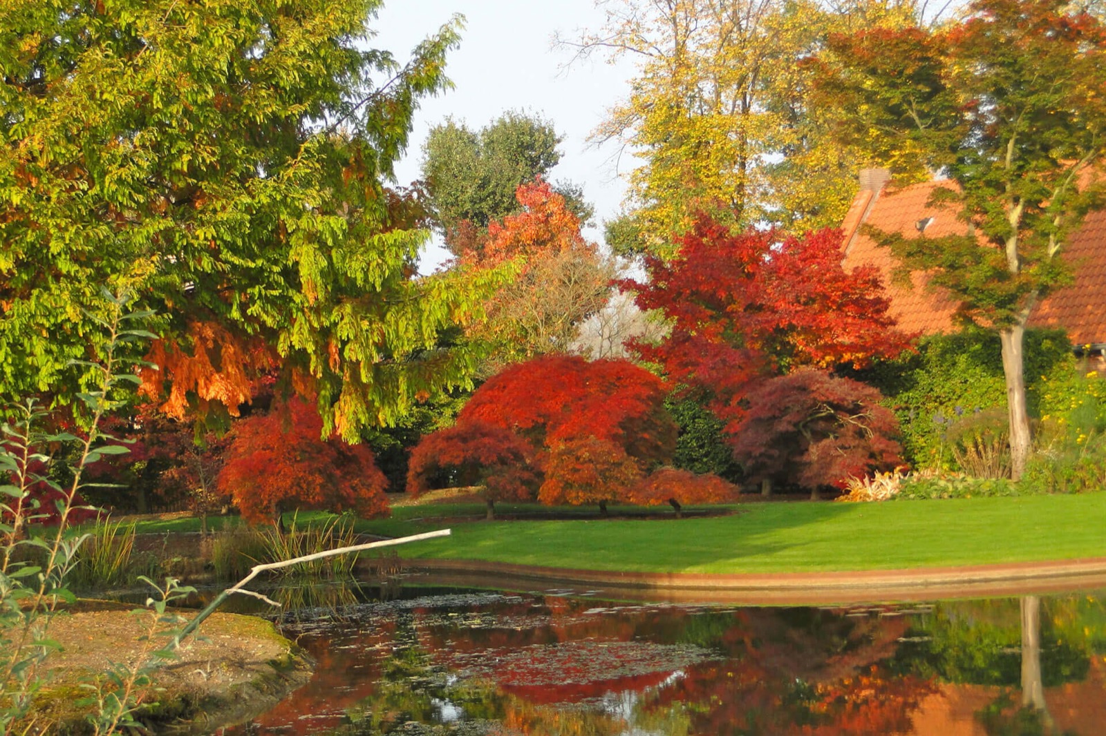 Vijver met bomen