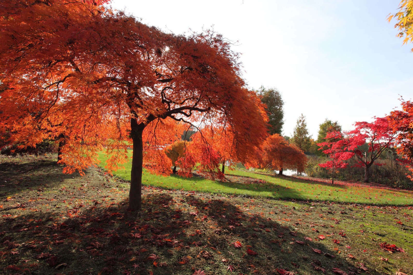Bomen met herfst bladeren
