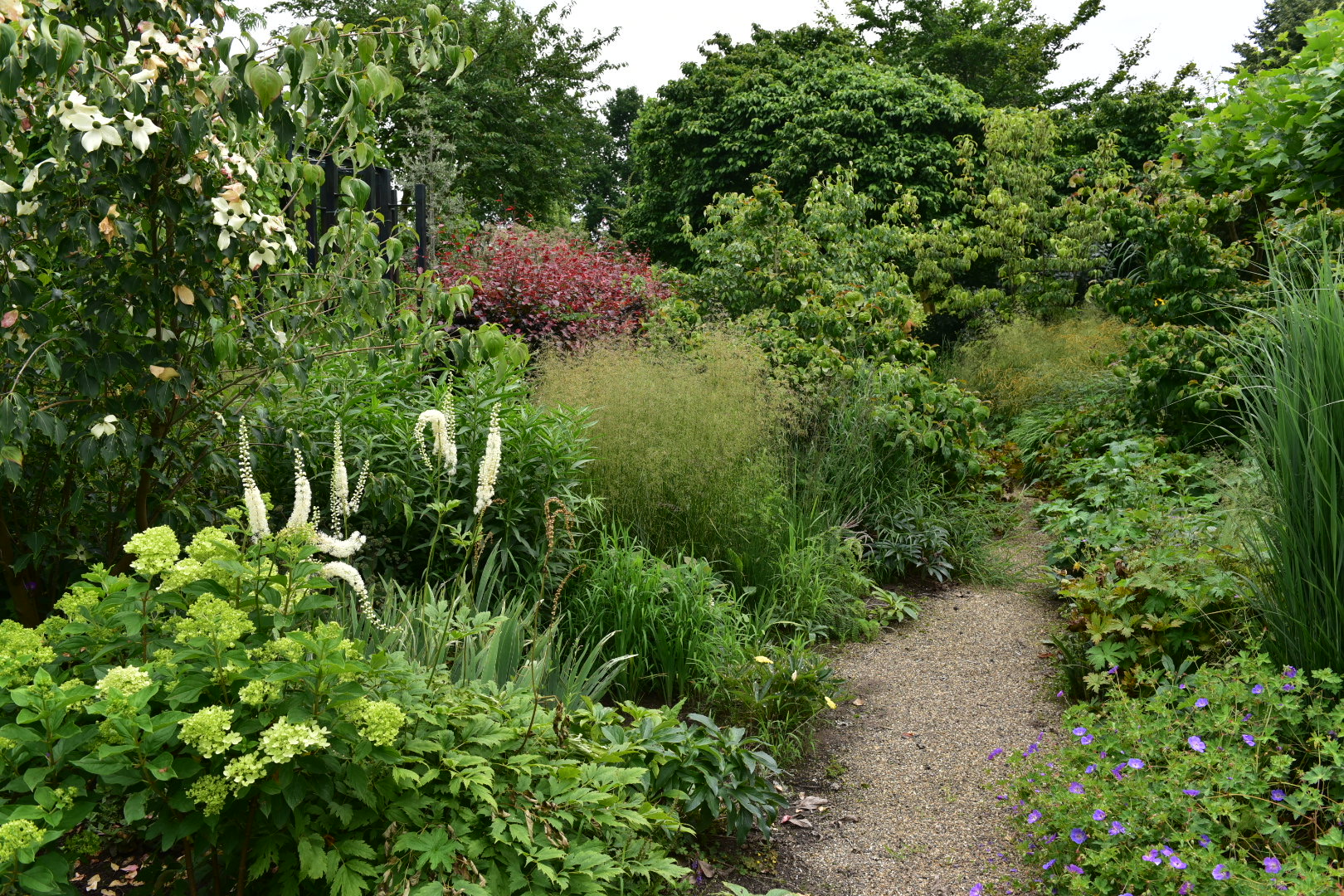 tuin met wilde bloemen