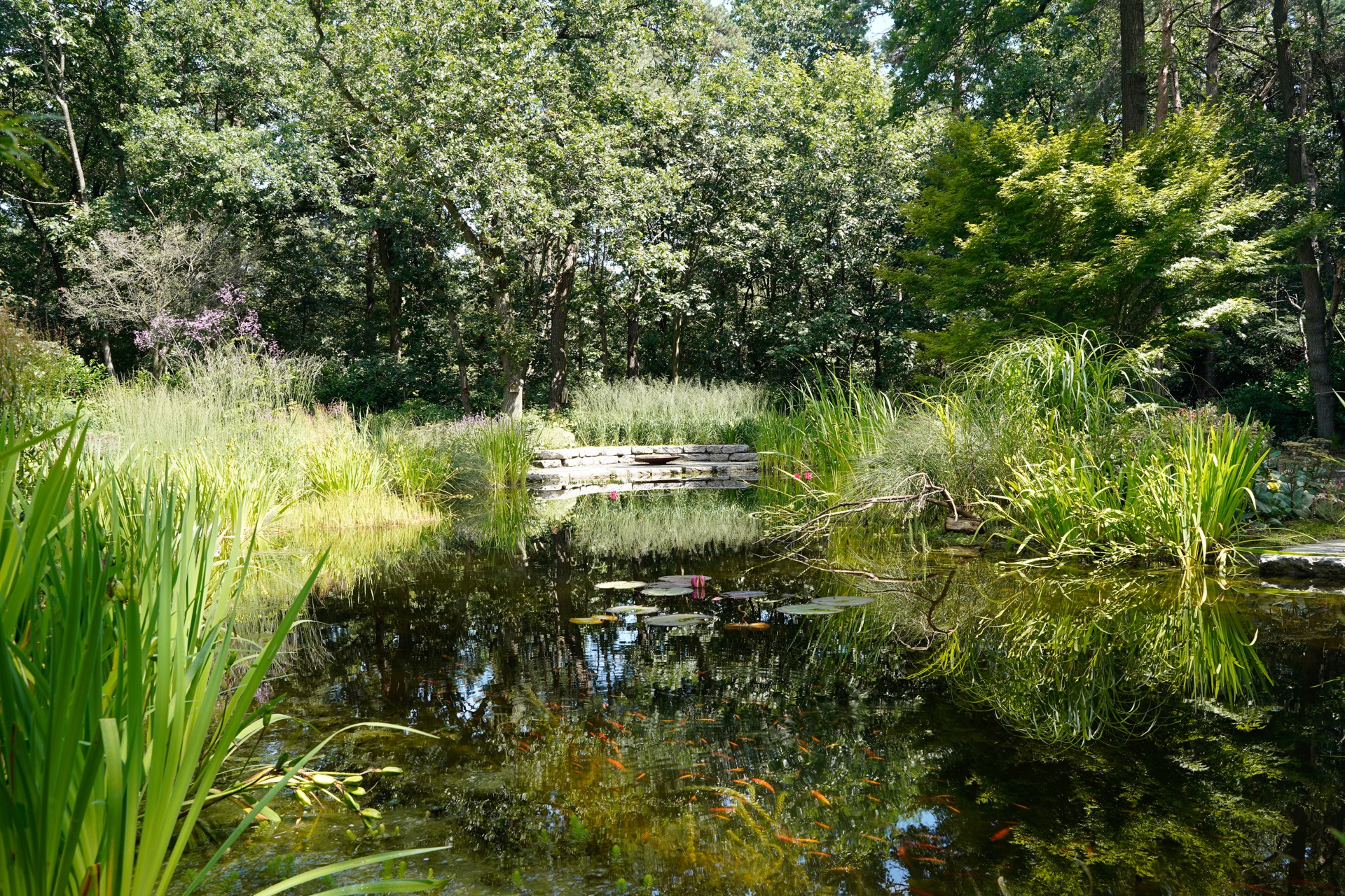 Vijver in bostuin