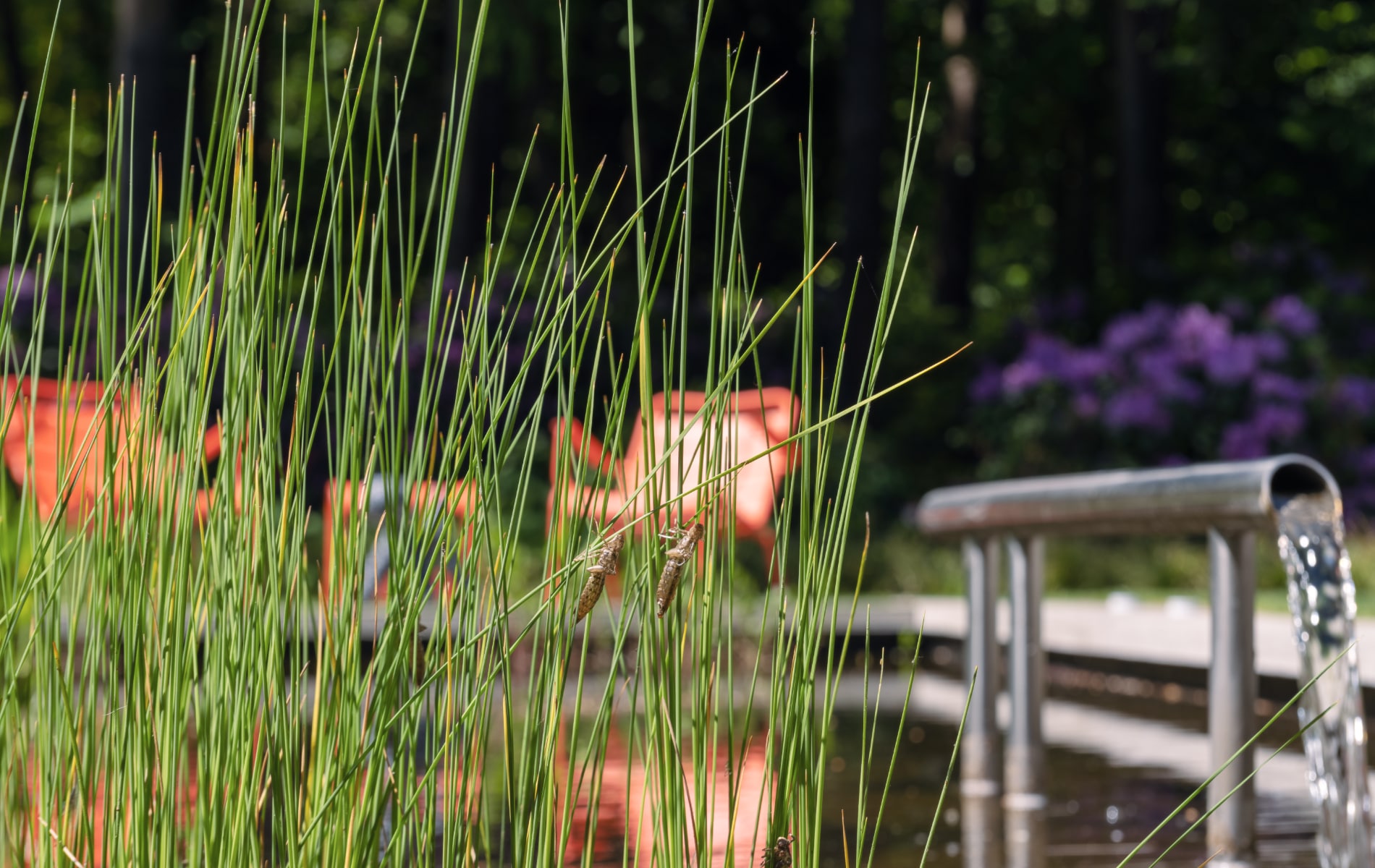 vijver met waterornament