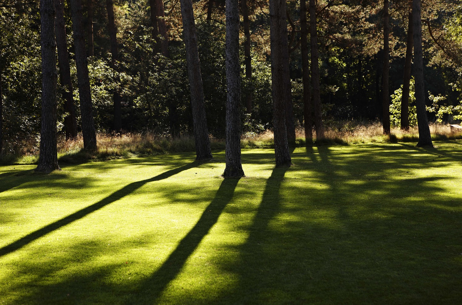 gazon met bomen