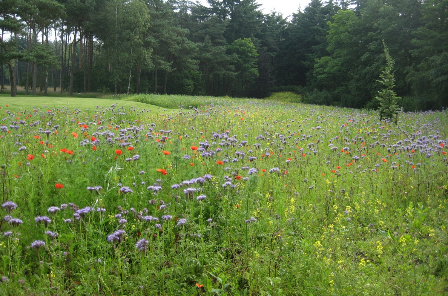 grote tuin met gazon