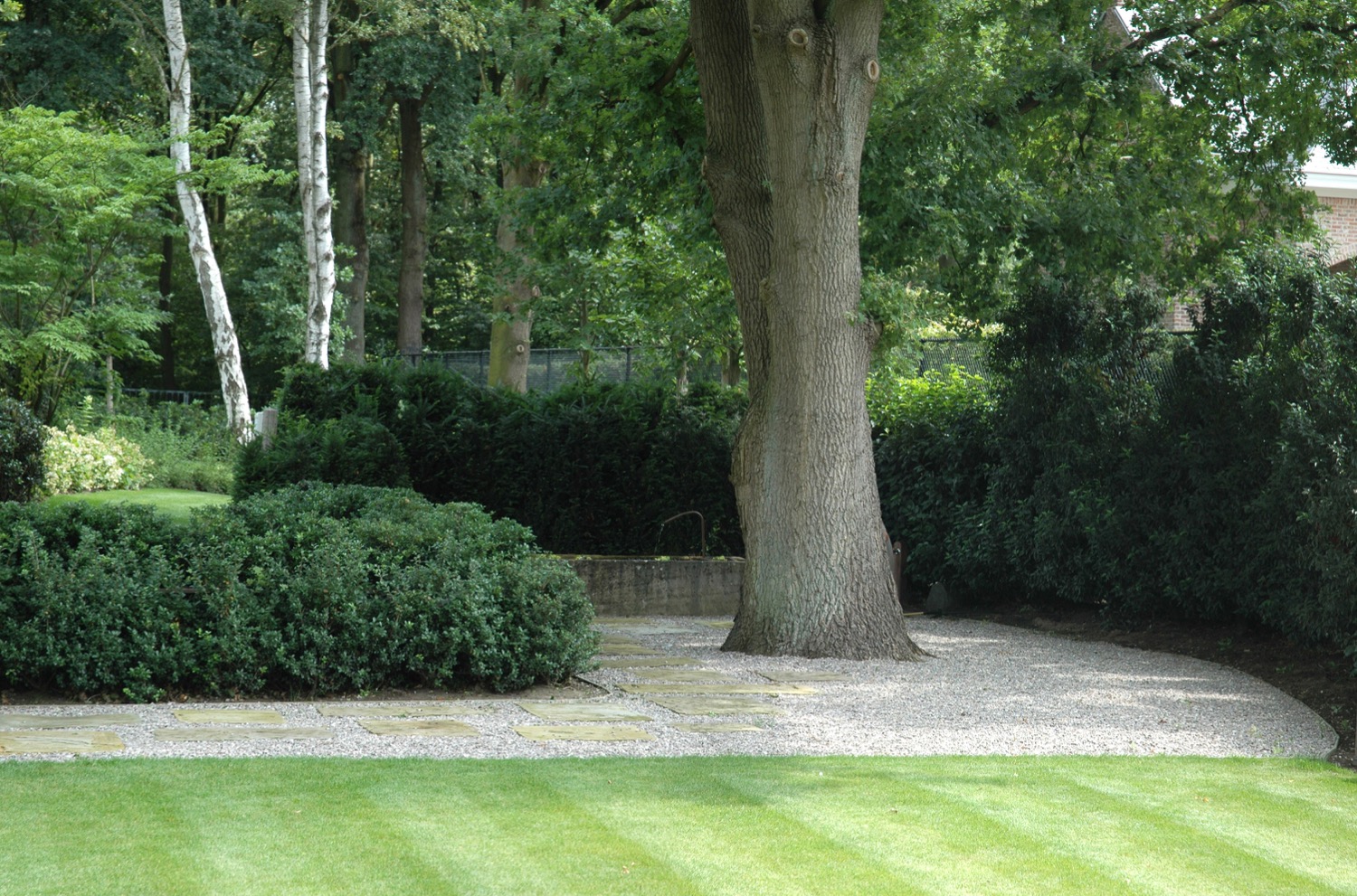 boom in tuin