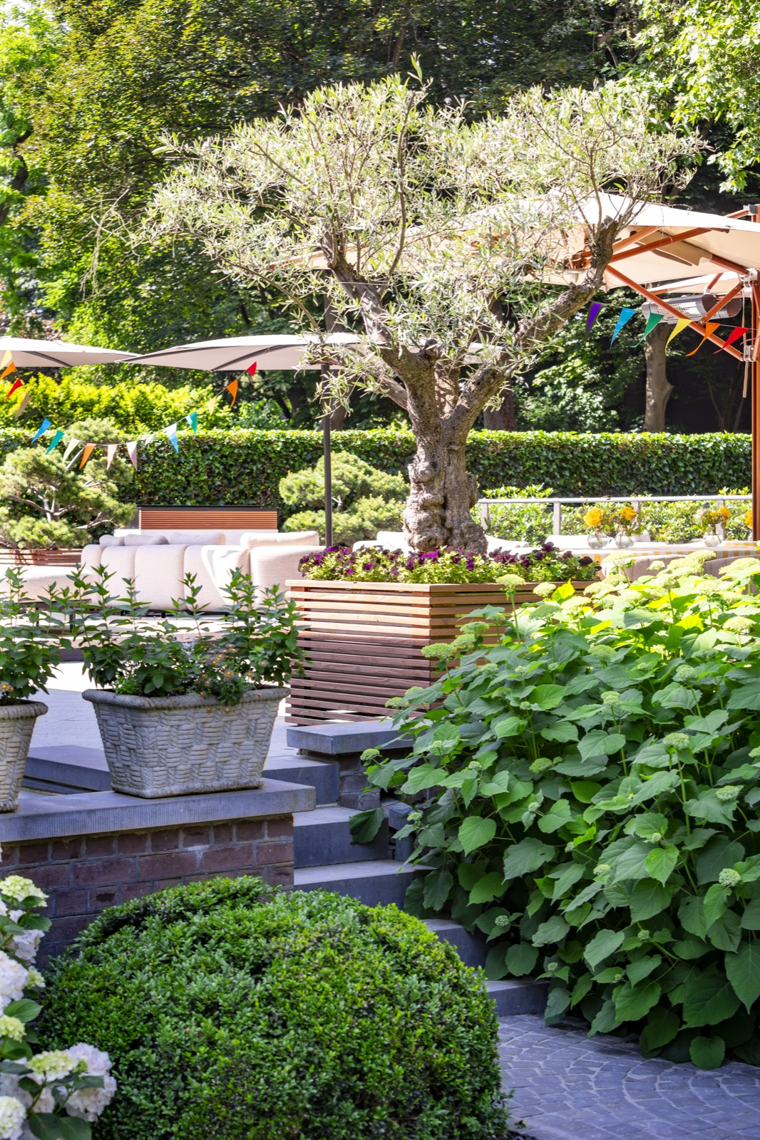 luxe tuin met olijfboom