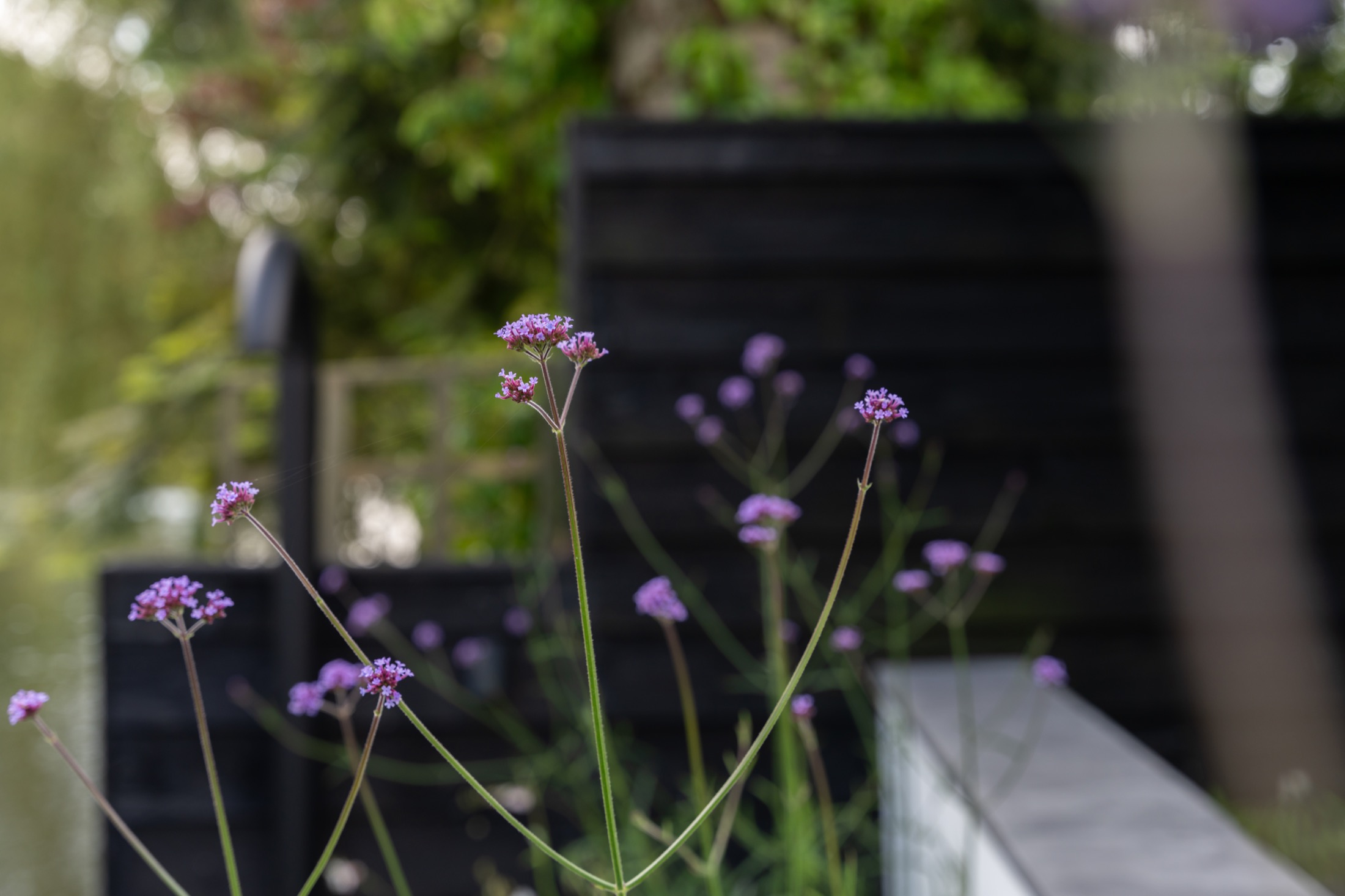 tuin met sfeervolle beplanting