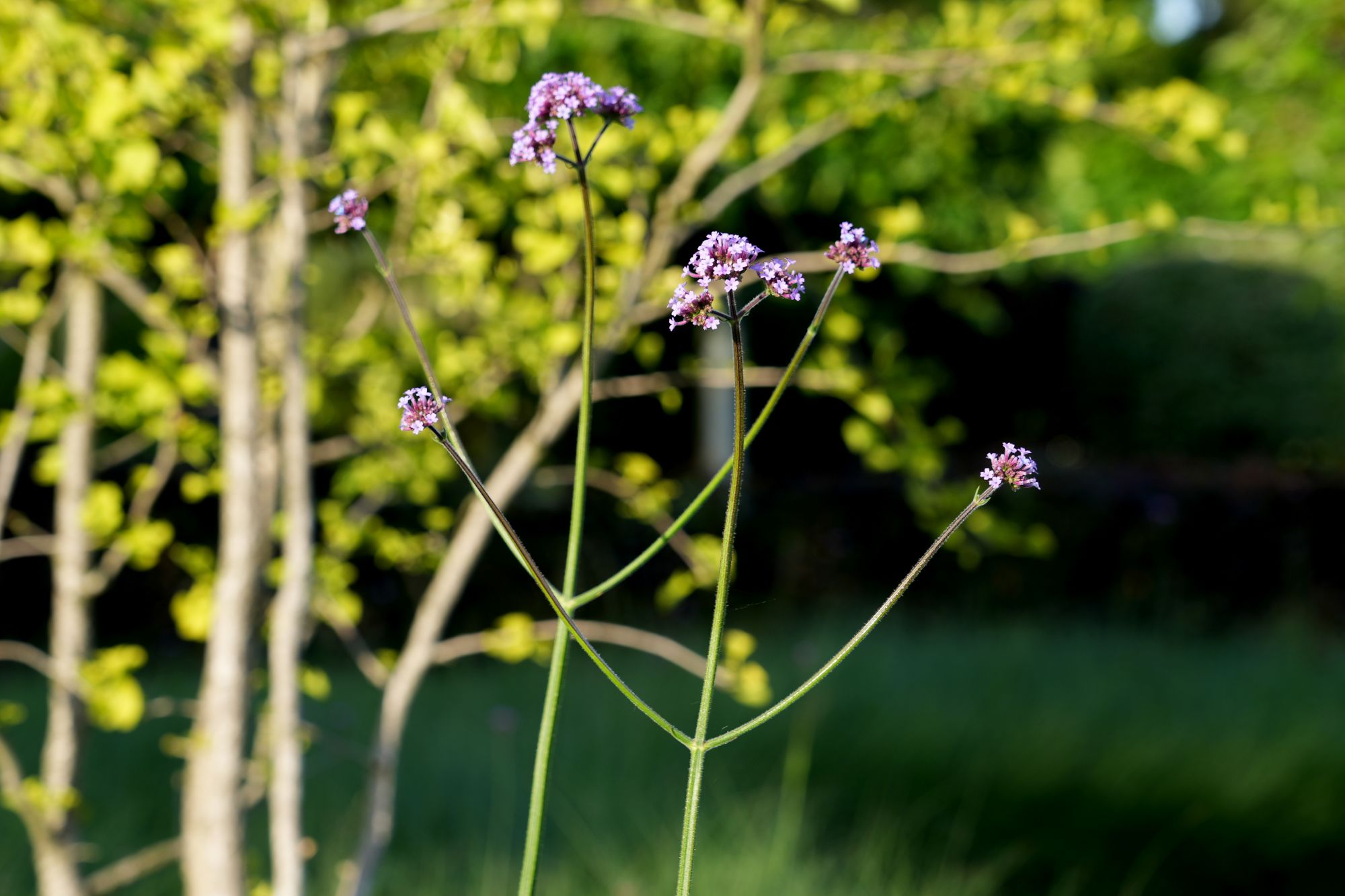 tuinbeplanting