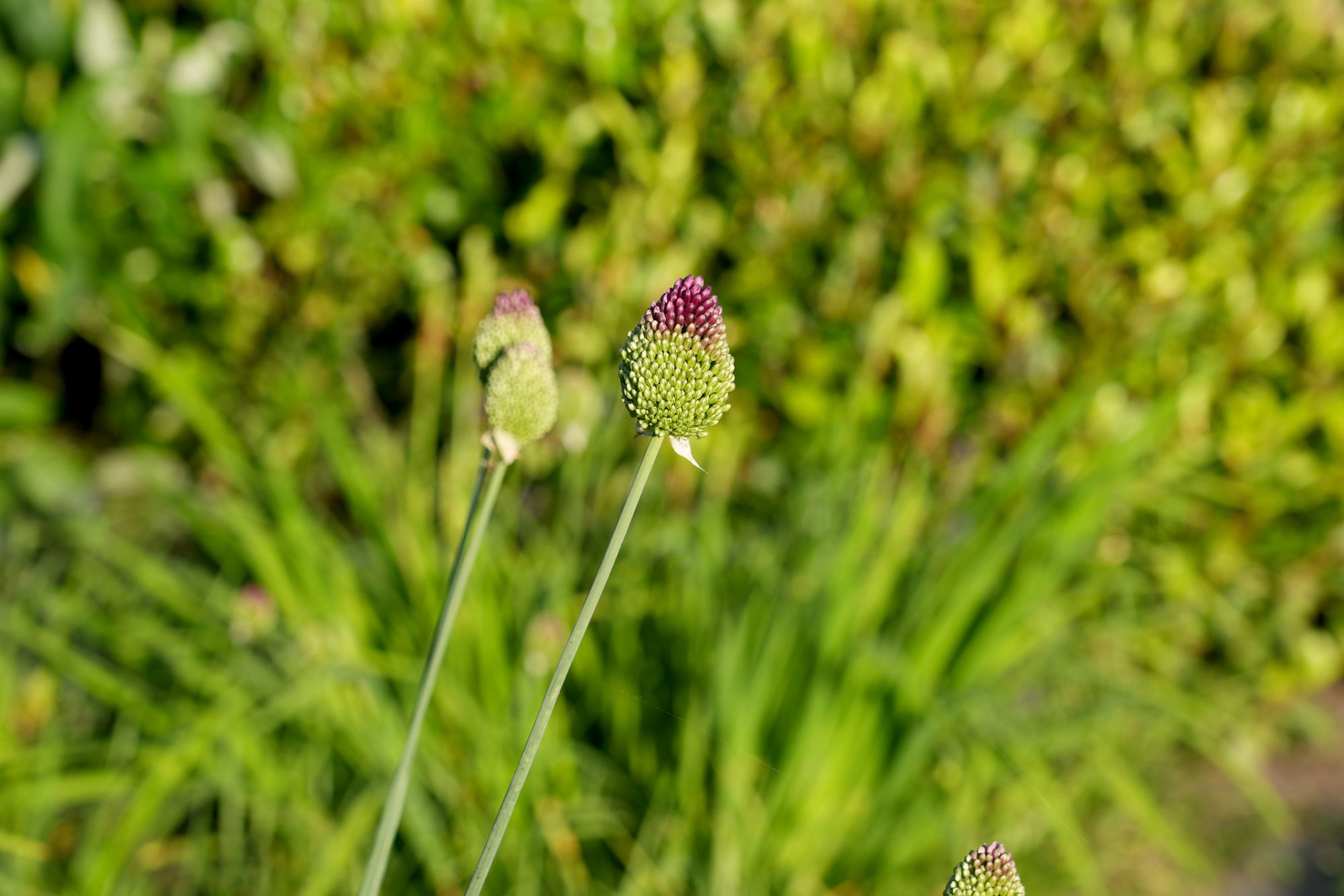 groen in tuin