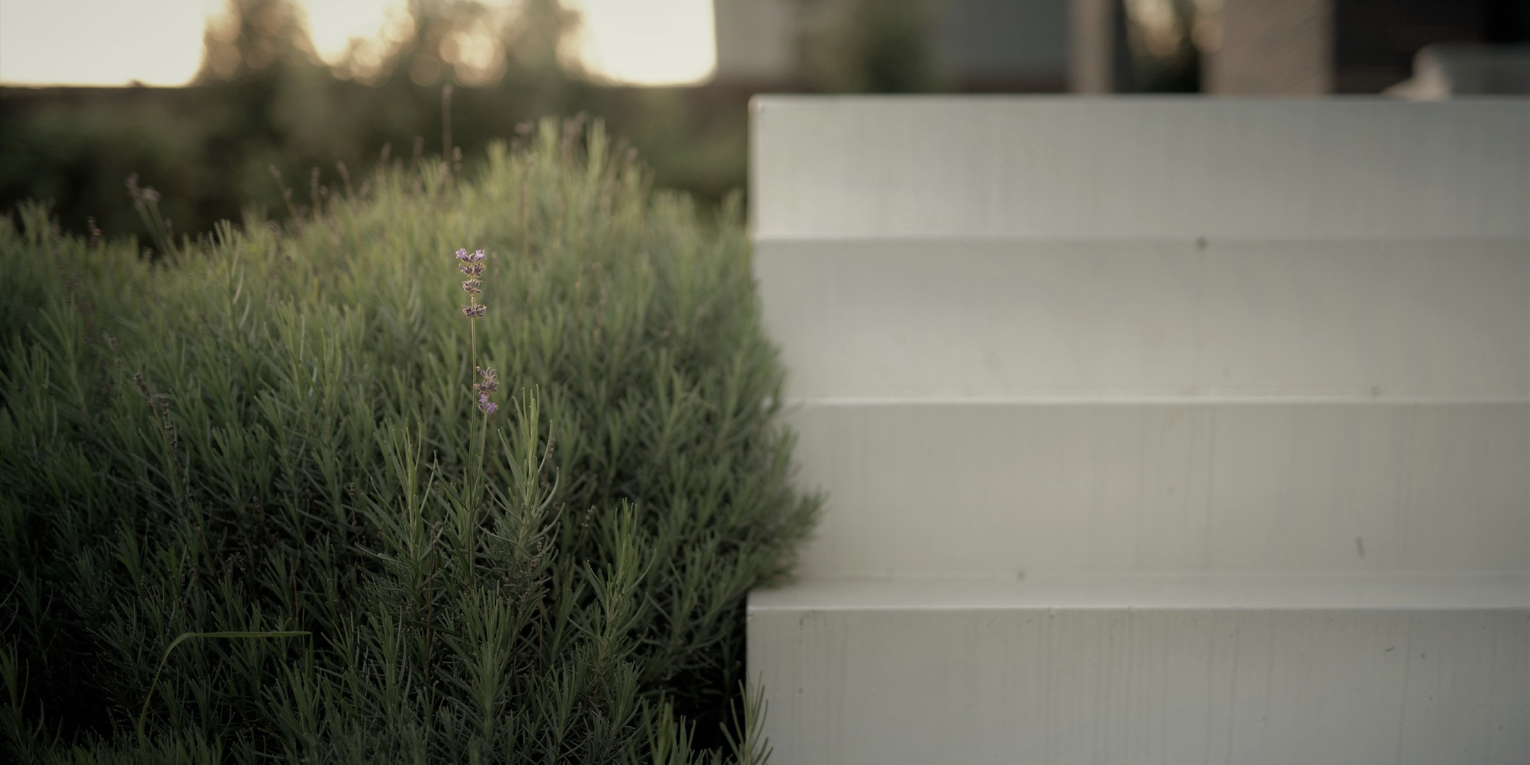 luxe tuin met niveauverschillen