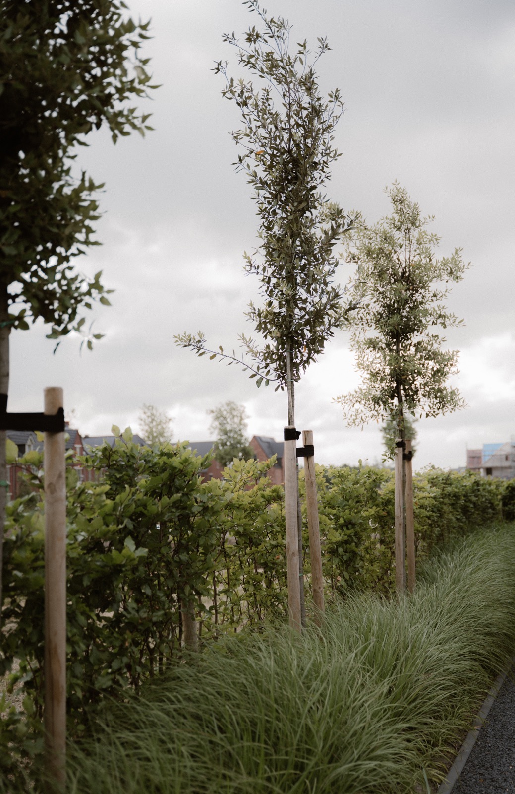 groene tuin met bomen en grassen
