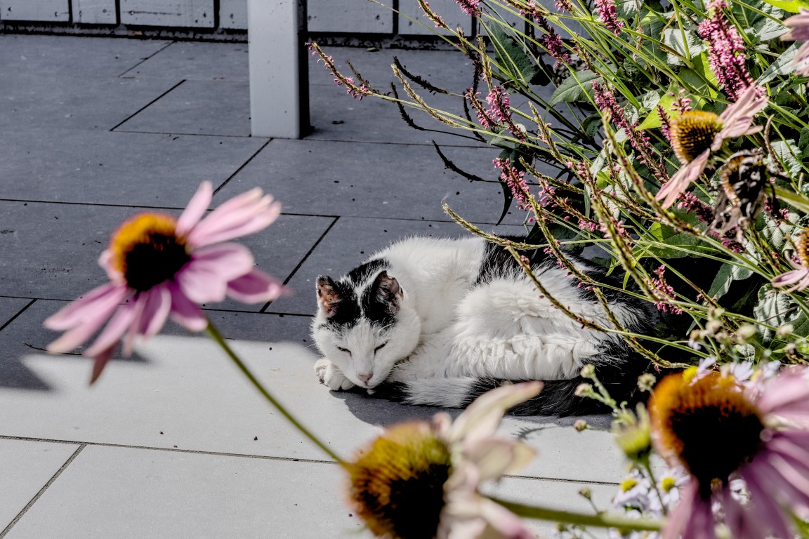 luxe beplanting