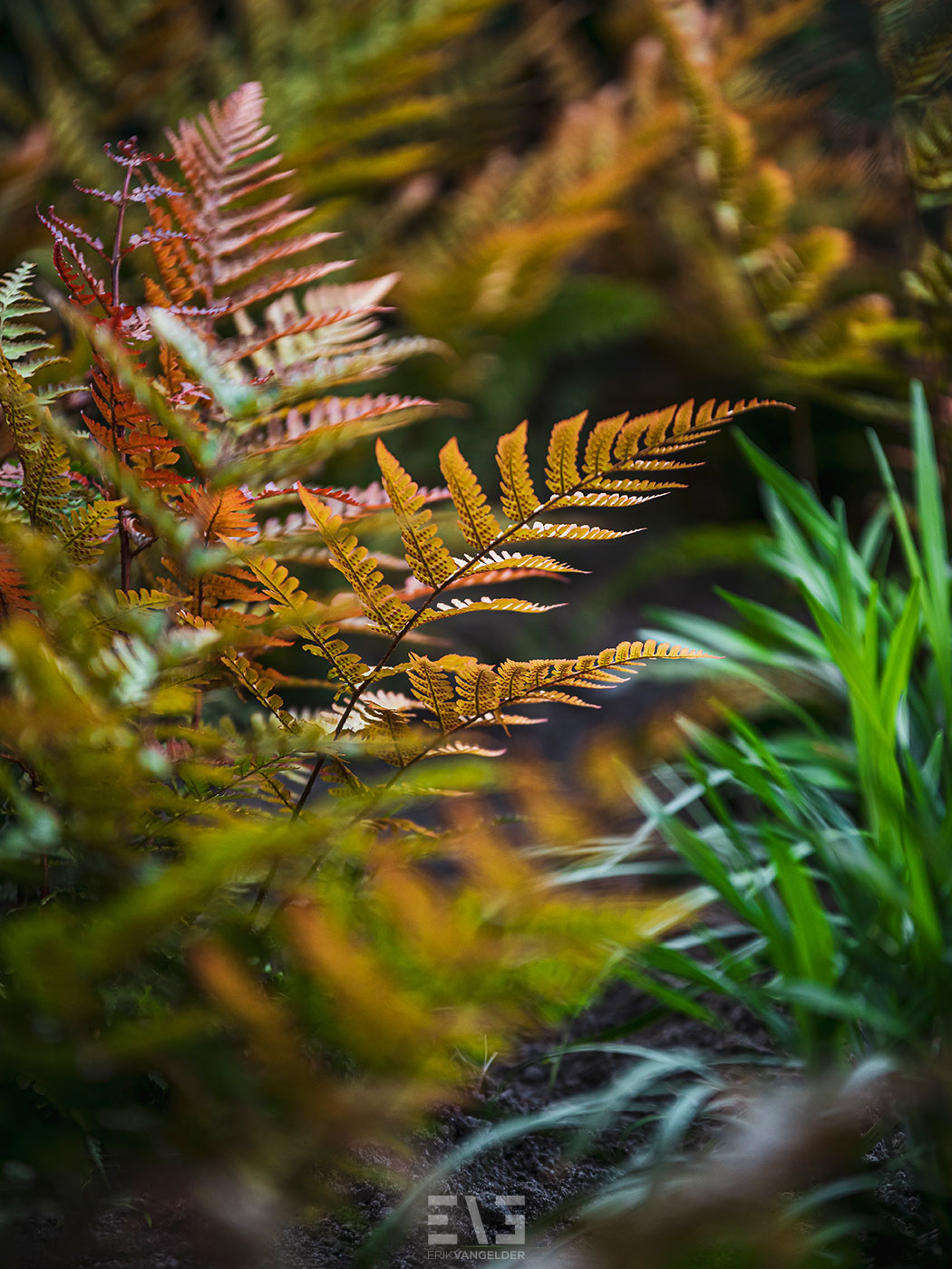 beplanting