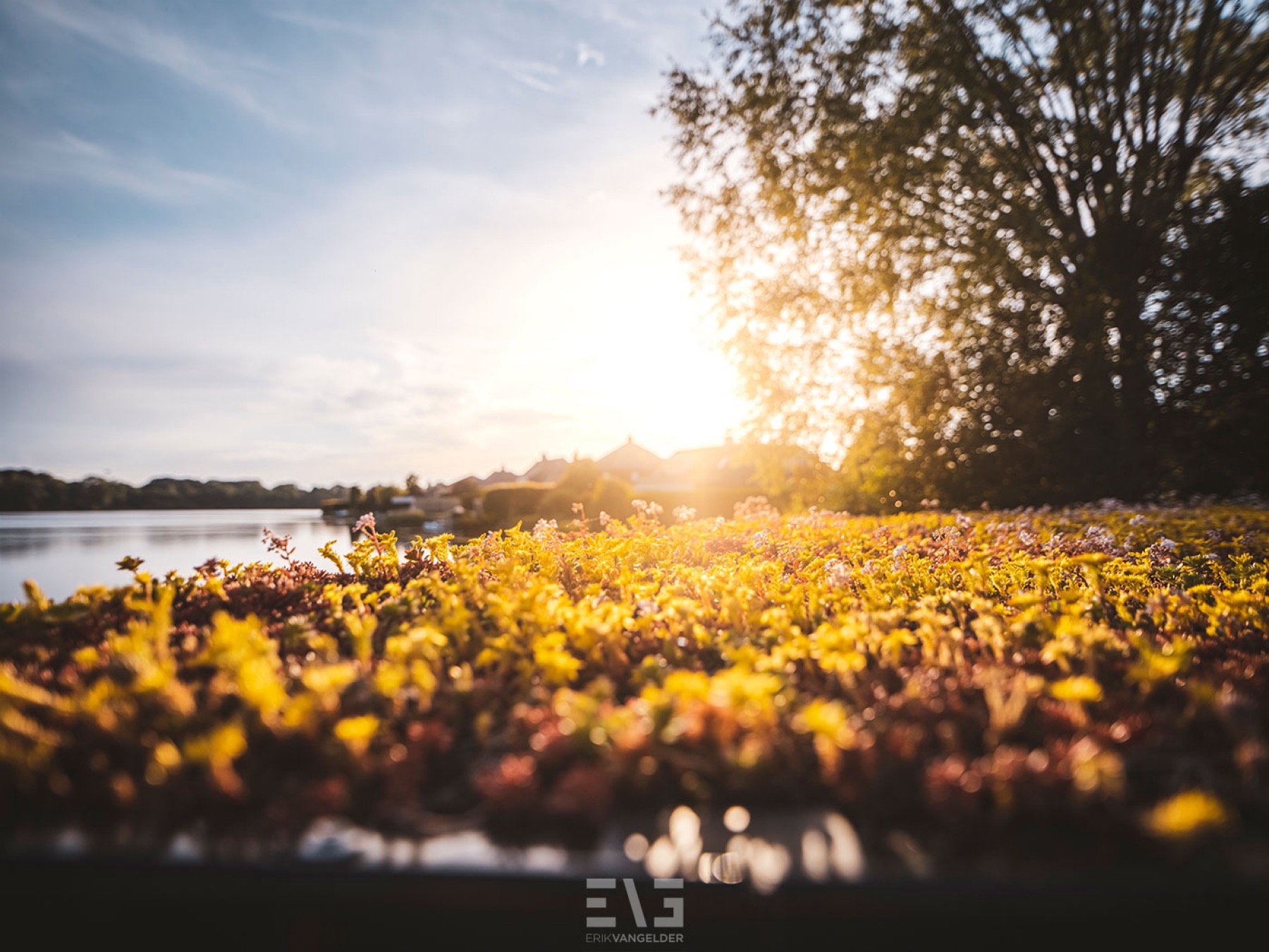 tuin met luxe beplanting