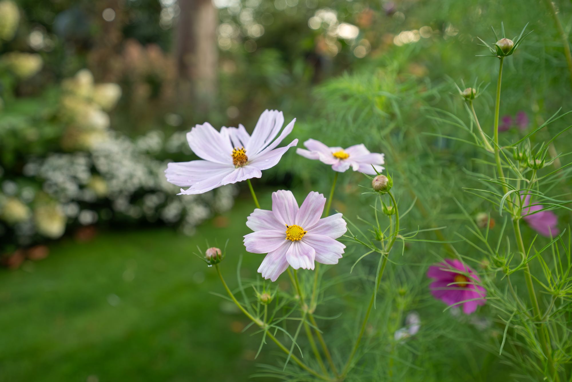 Bloemen in villatuin