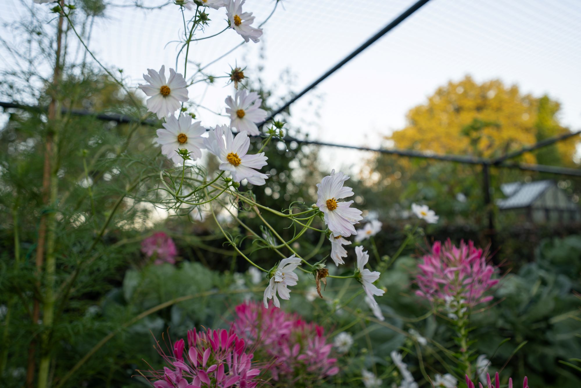 luxe beplanting in tuin