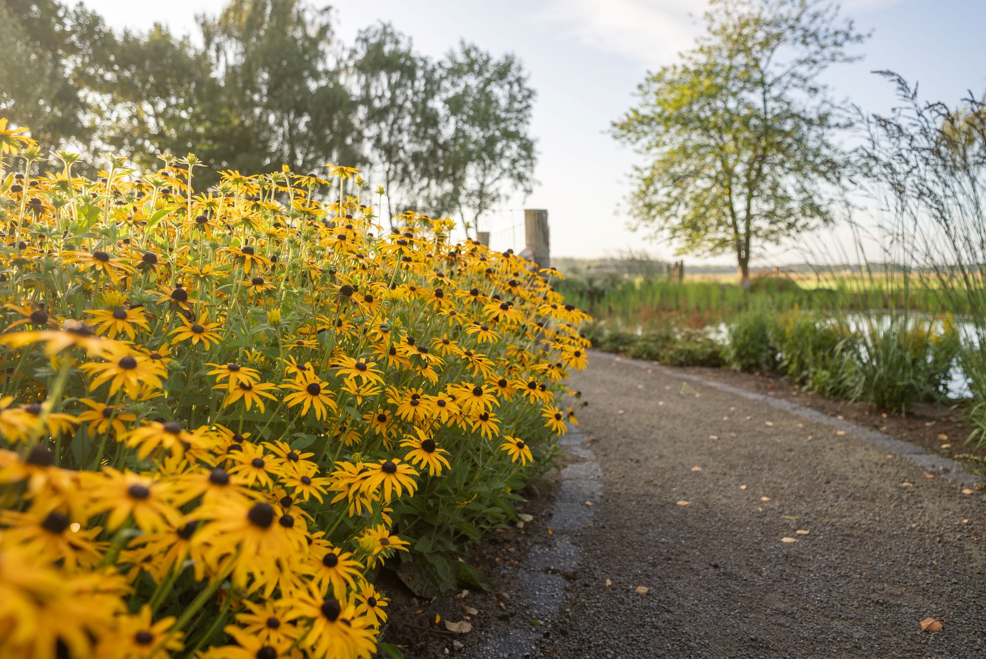 gele bloemen in tuin