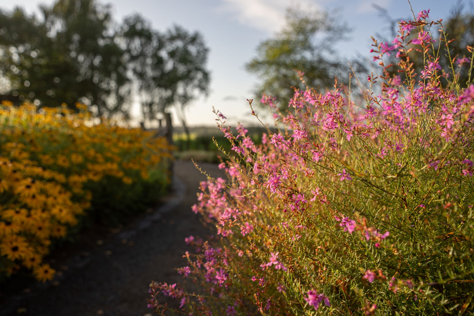 luxe tuin met bloemen