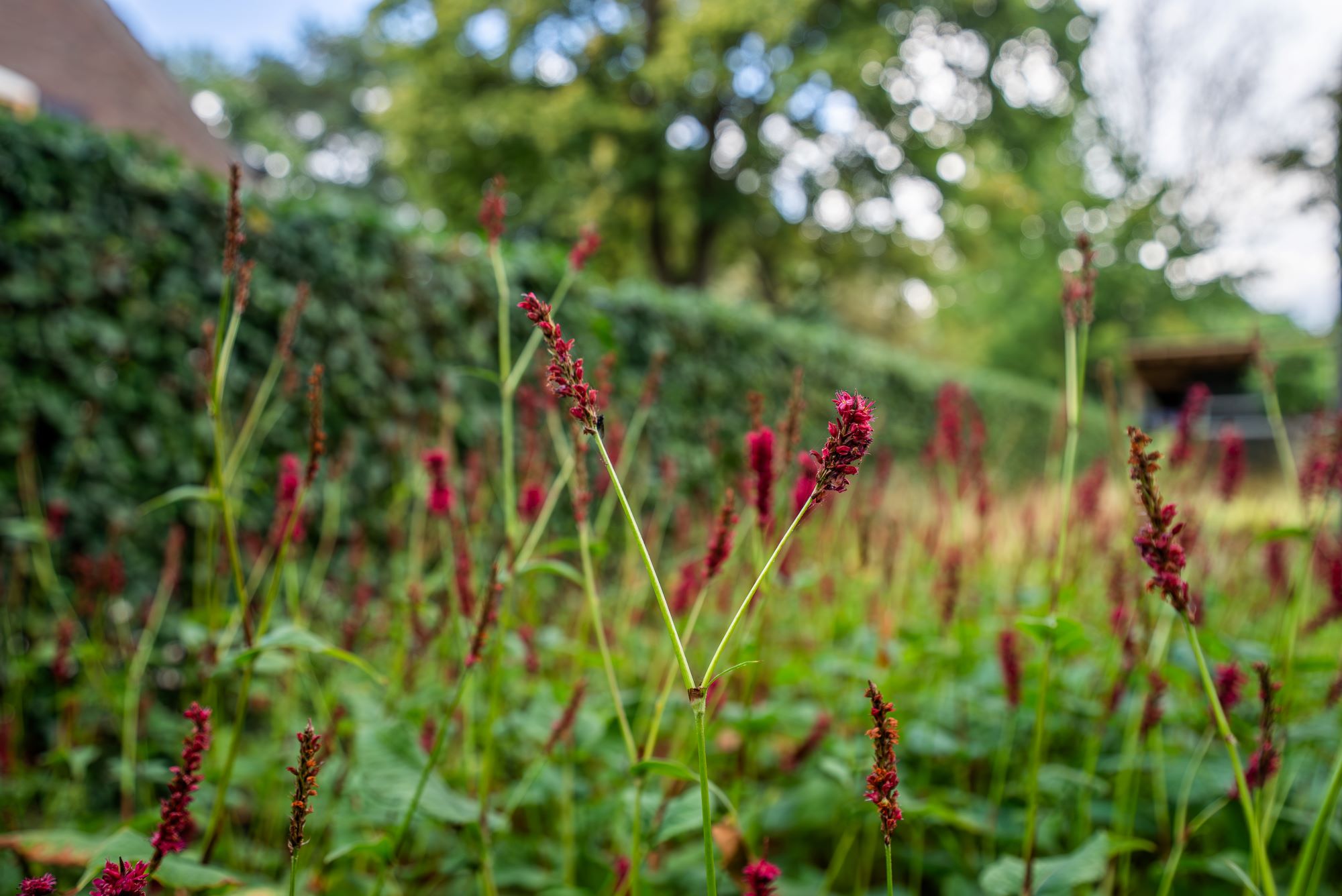 bloemen in tuin