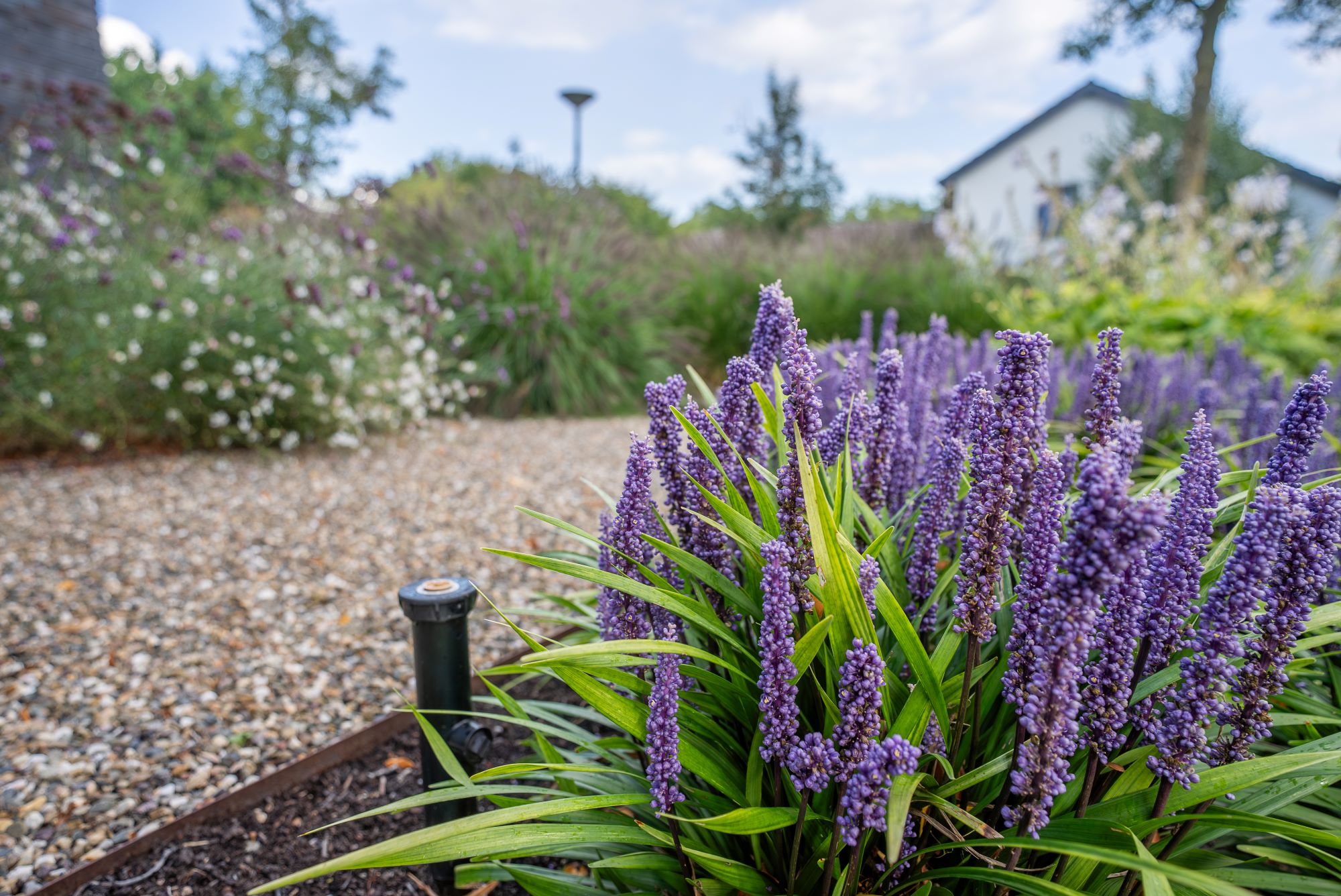 paarse bloemen in tuin