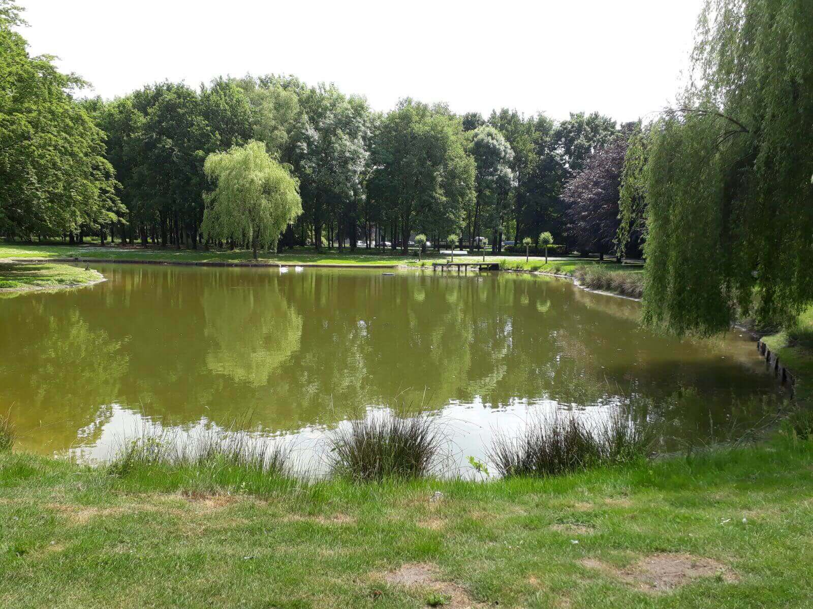 vijver in moderne tuin