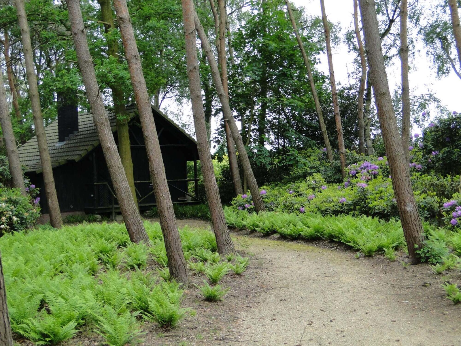 bomen in moderne tuin