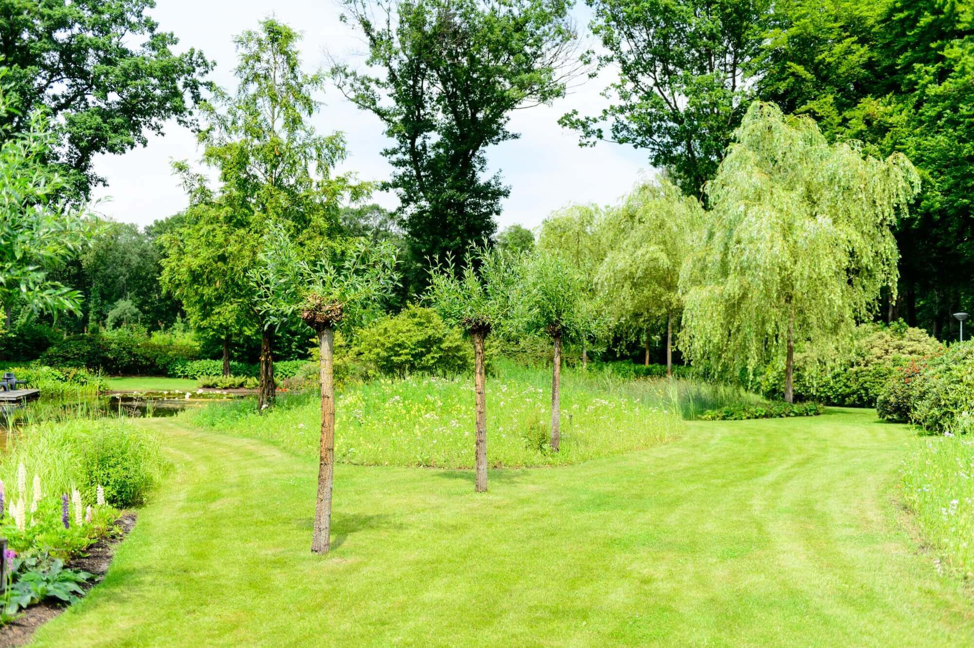 bomen in parktuin