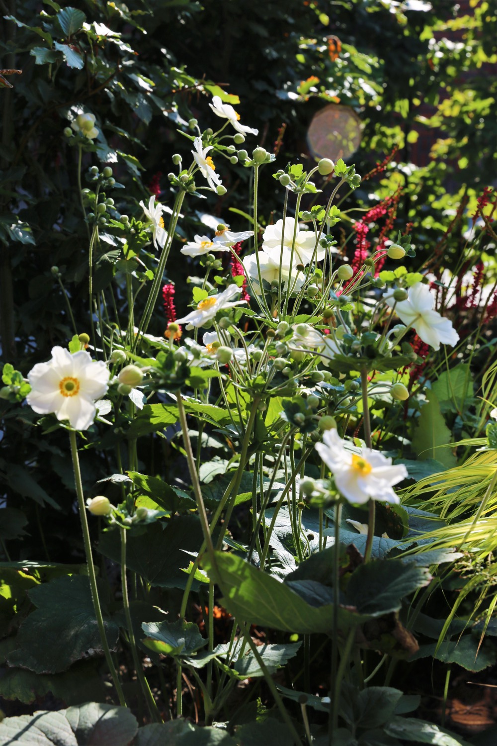 planten in bloementuin