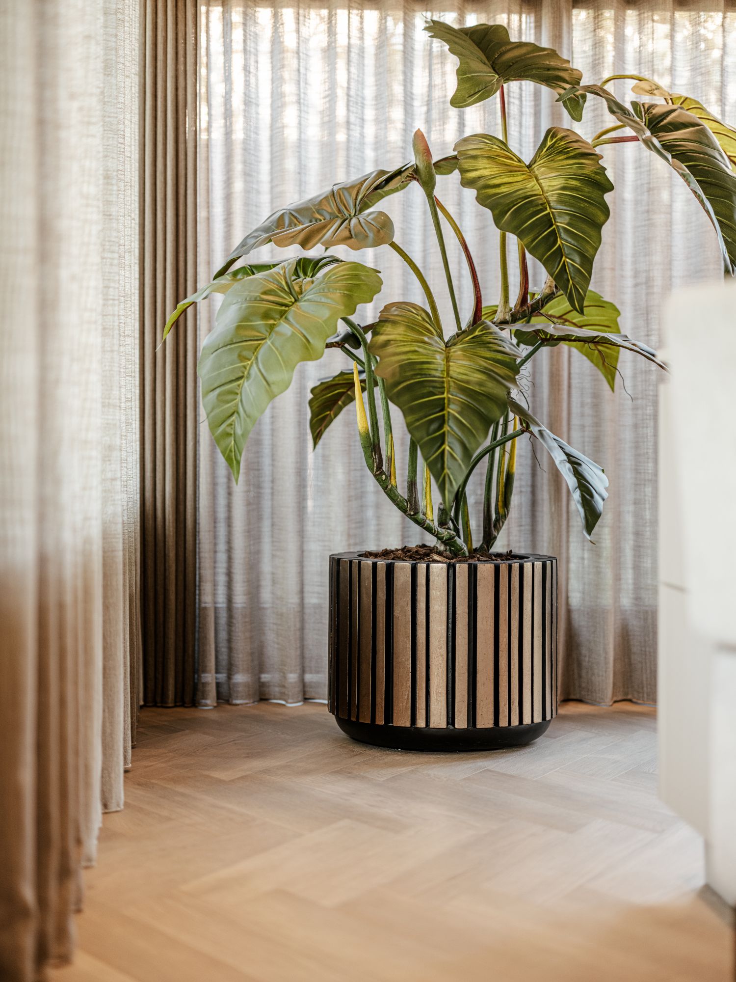 kamerplant