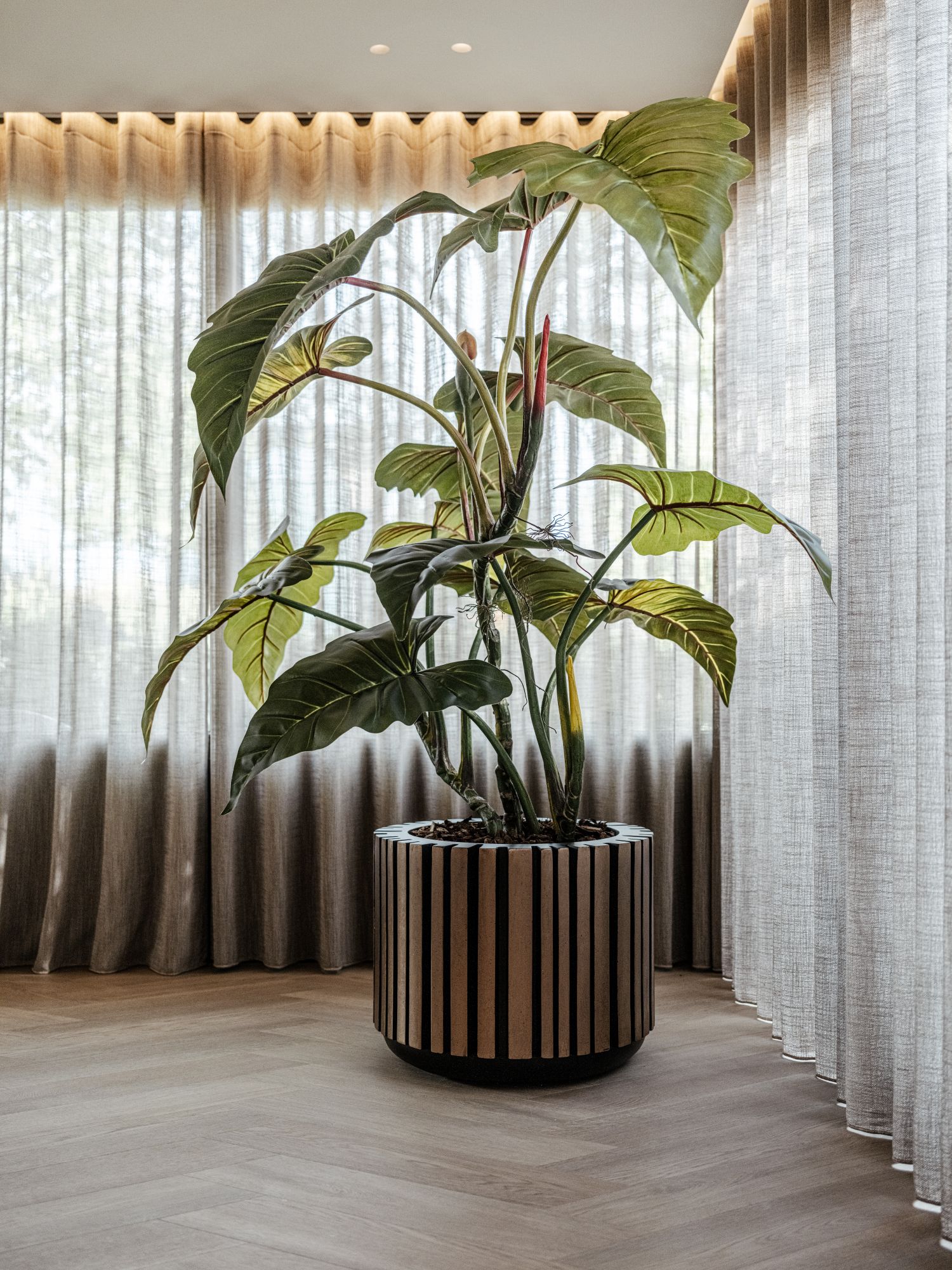 plant
