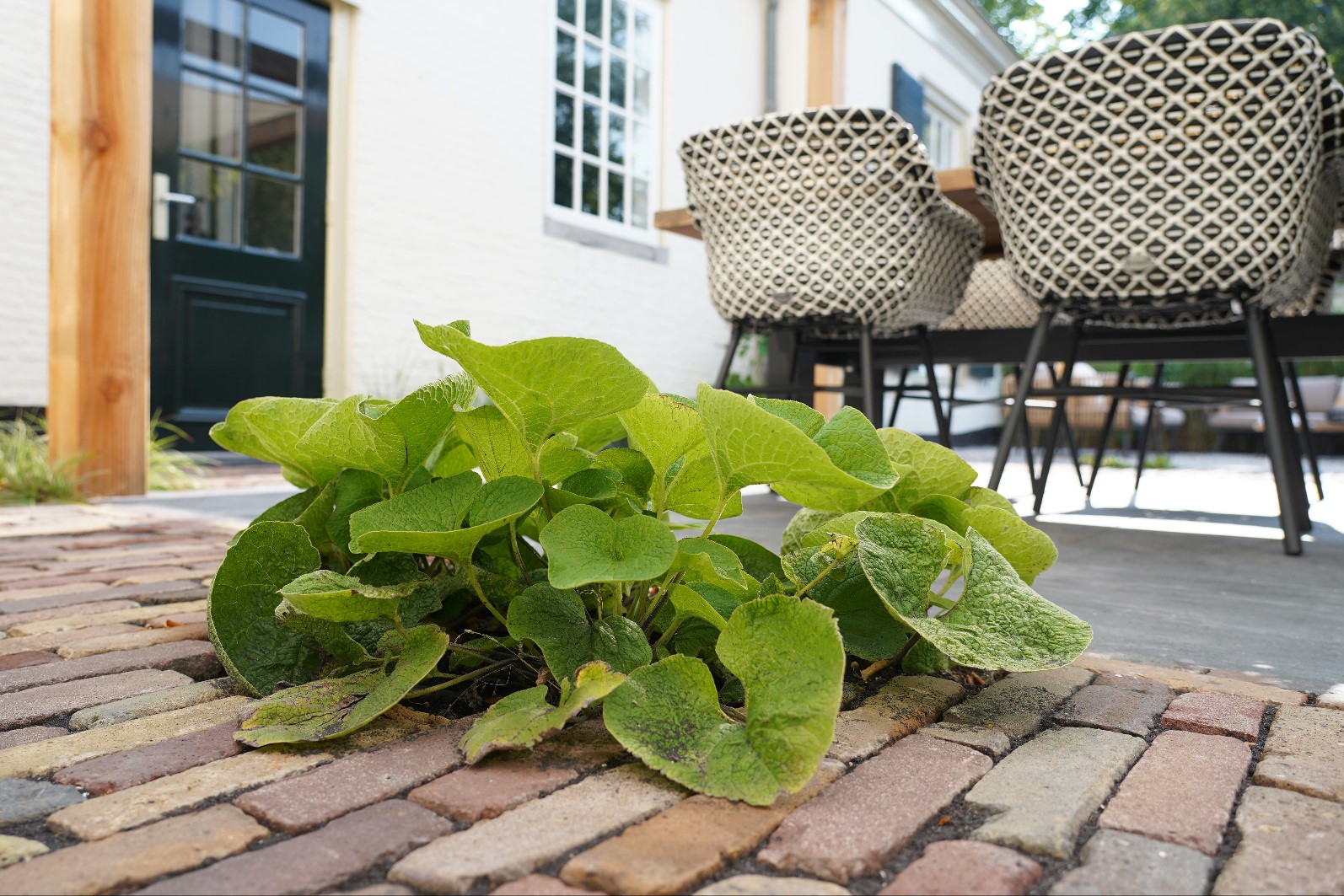 plant op terras