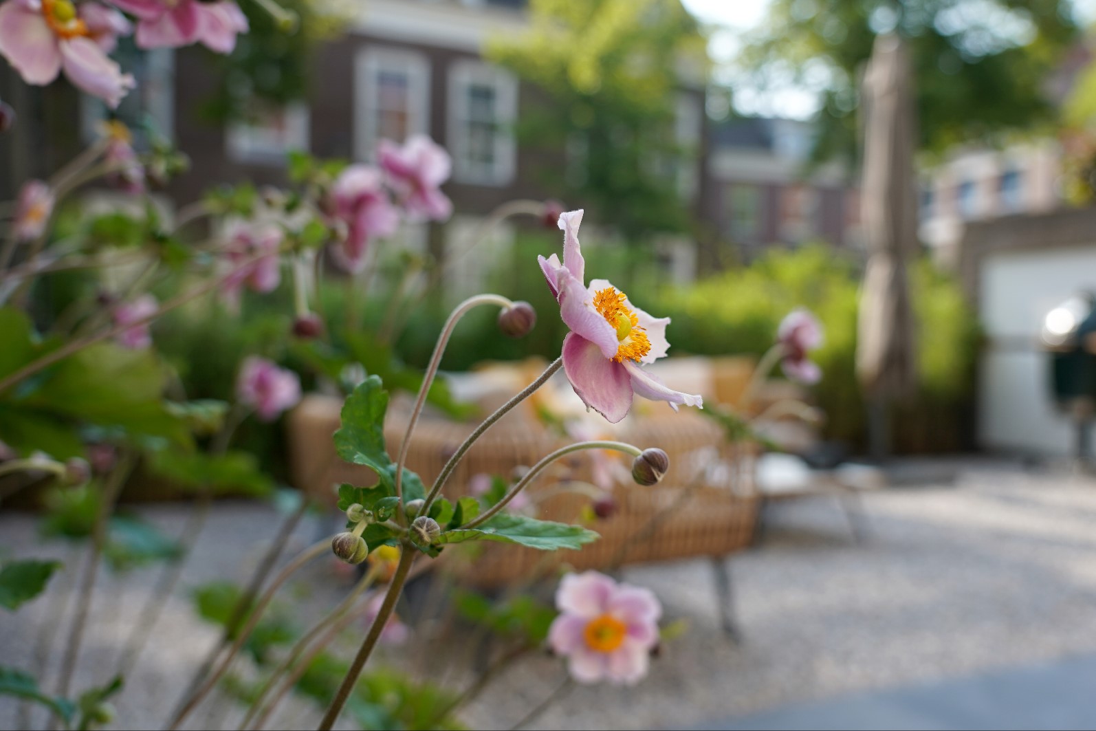 roze bloemen