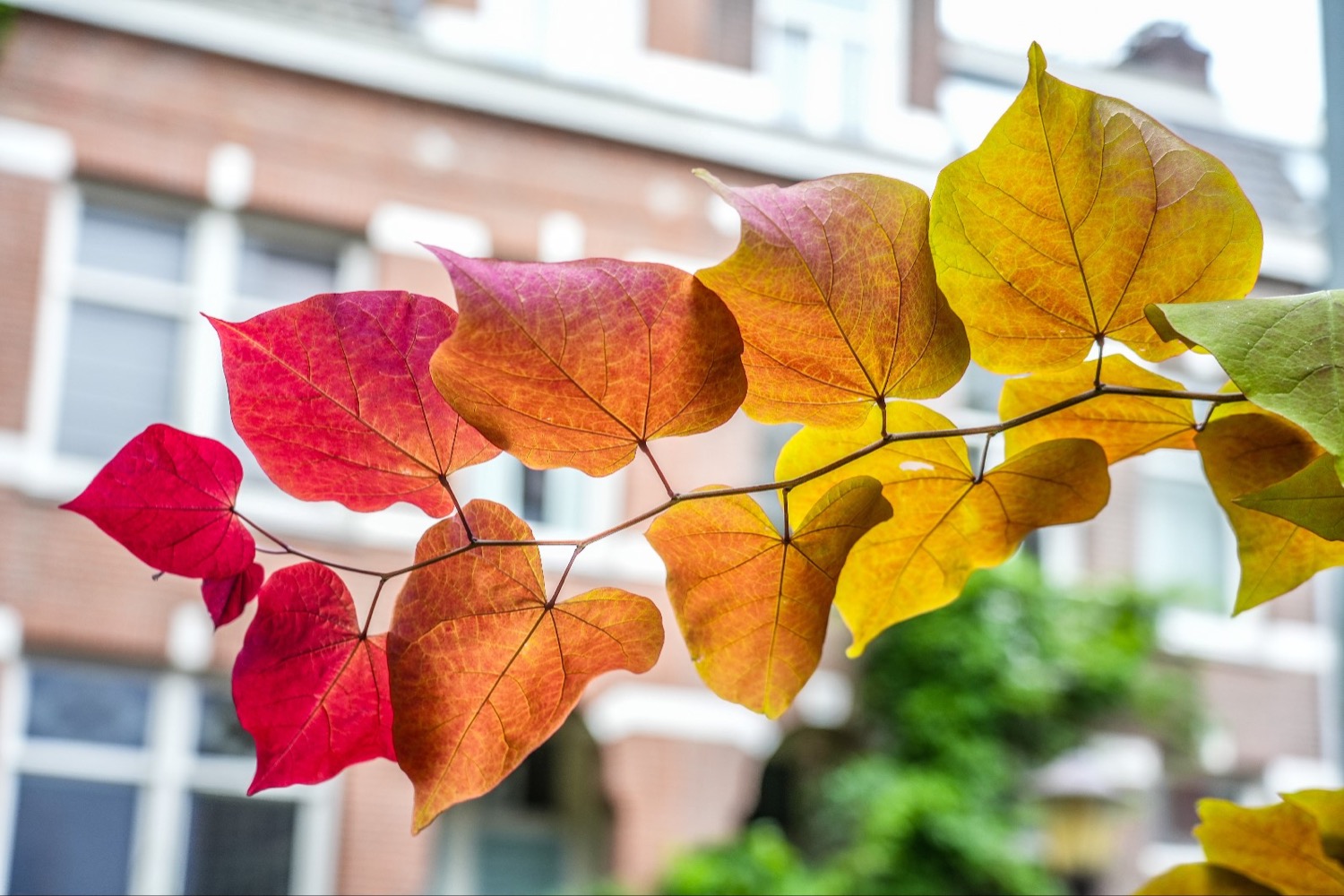 herfstkleuren