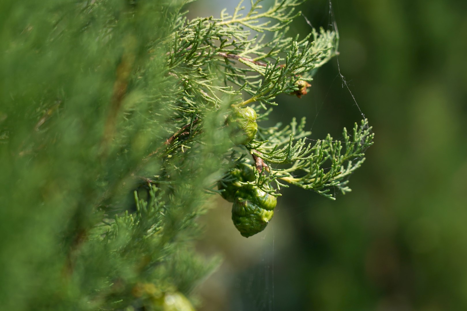 takje van boom