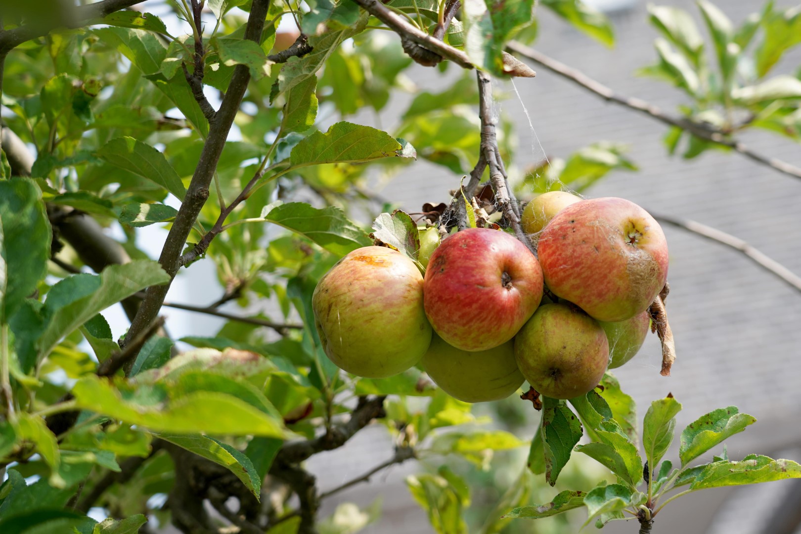 appelboom