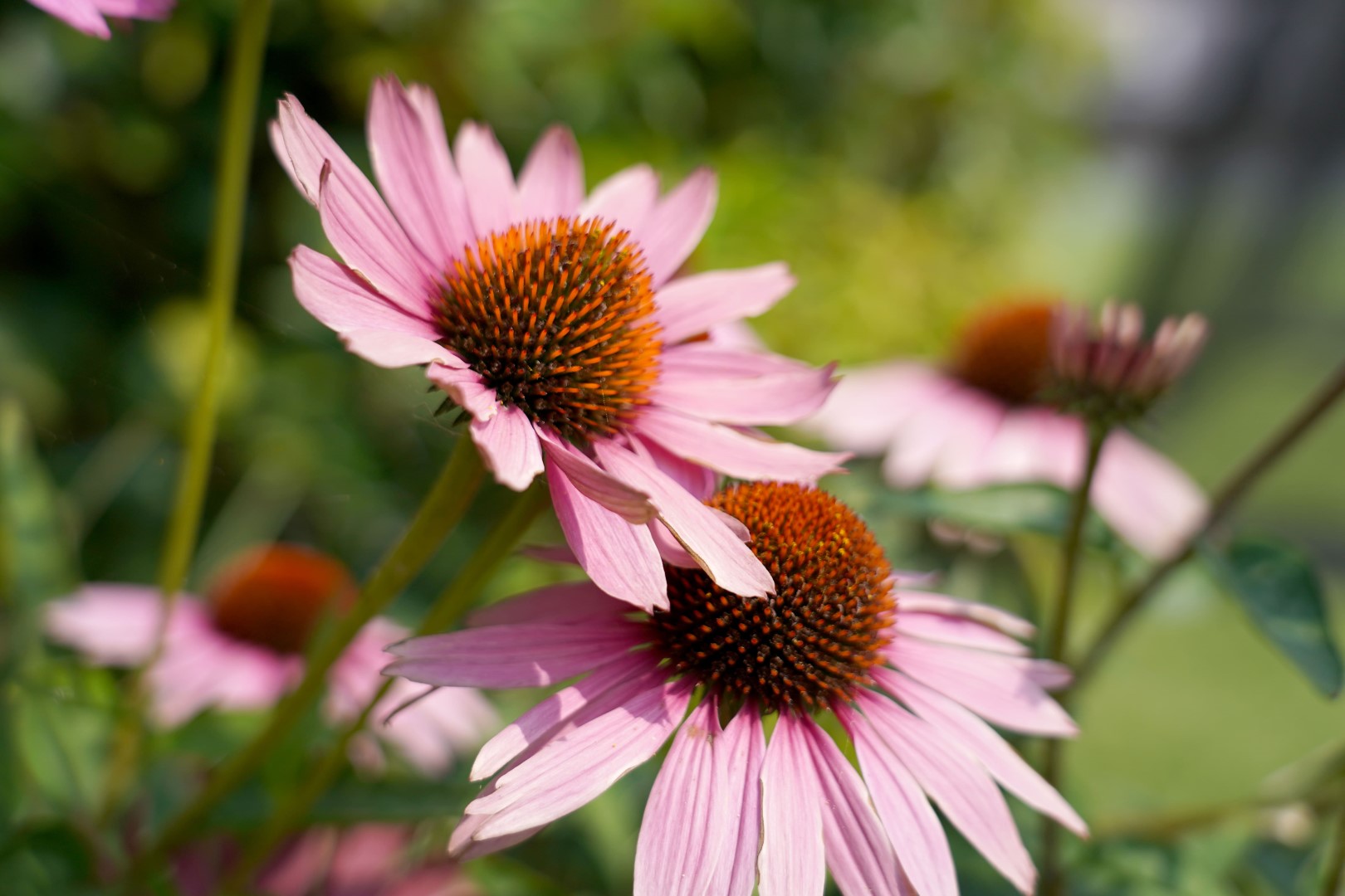 roze bloem