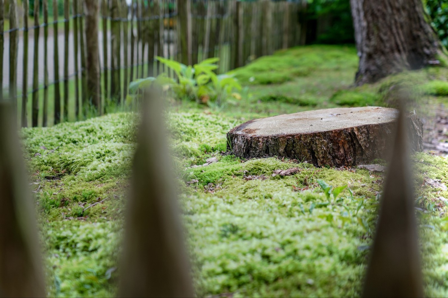 groene tuin