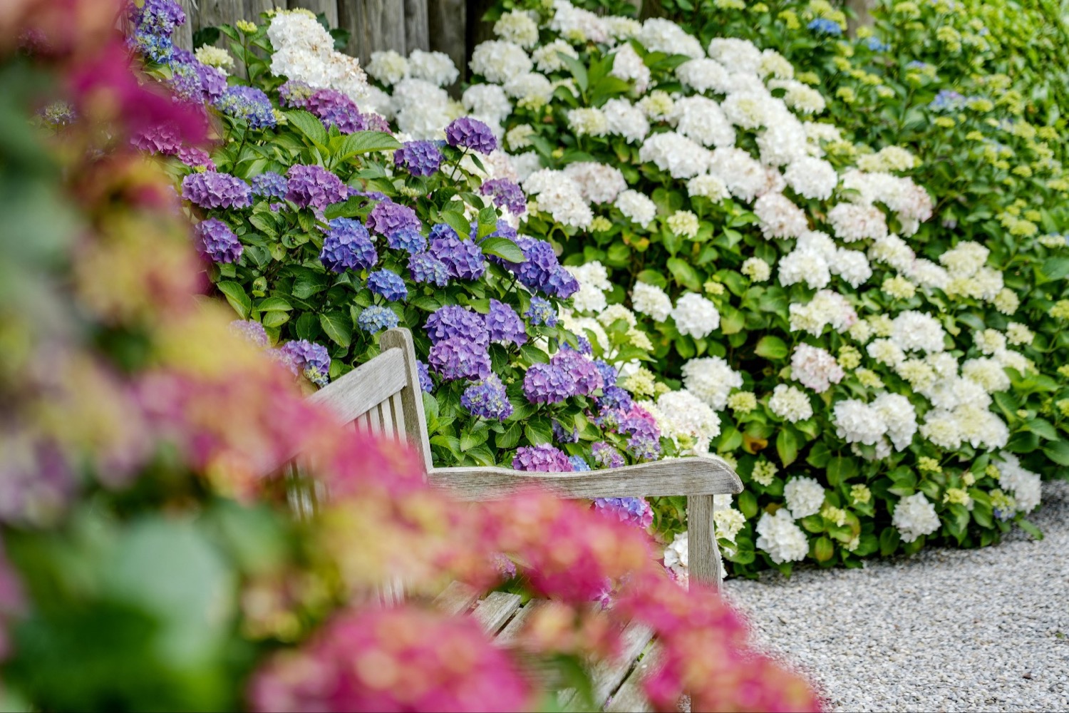 bankje met hortensias