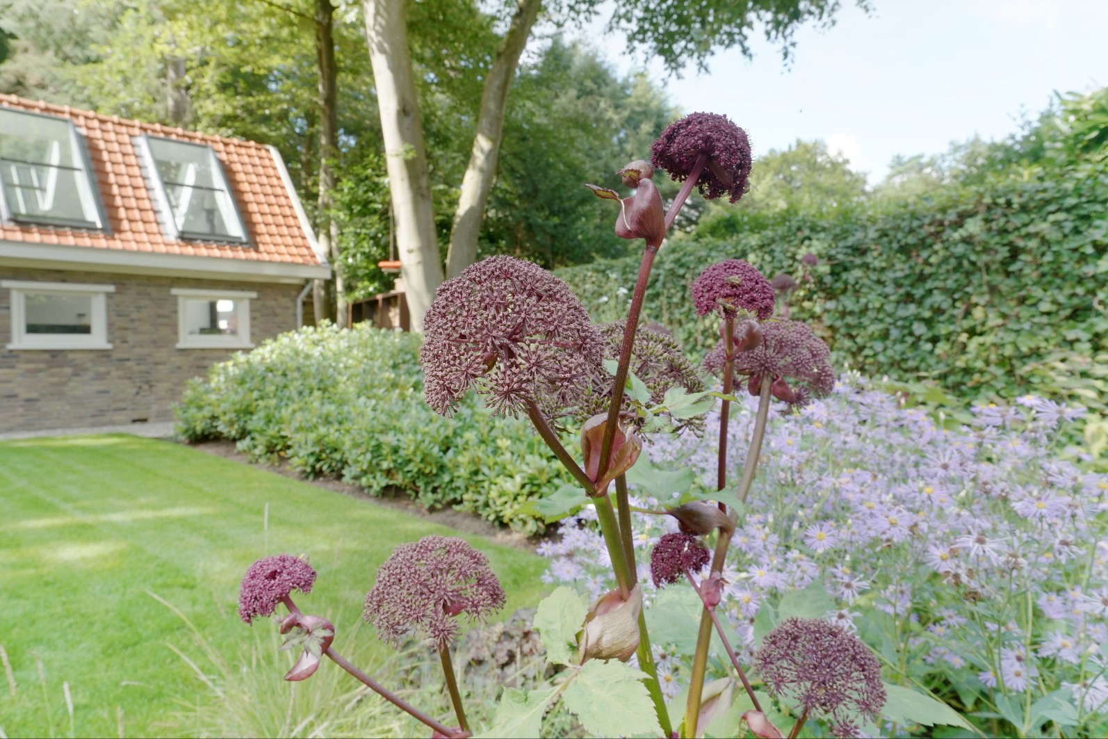 planten in tuin