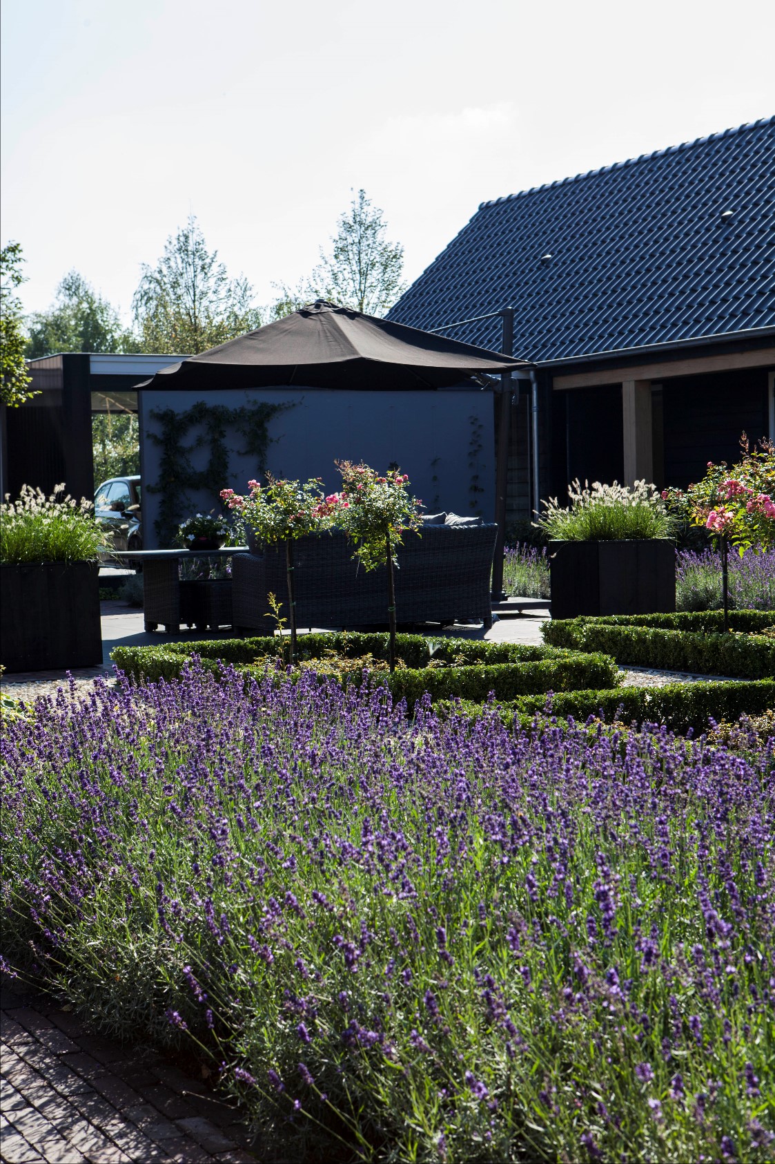 paarse bloemen in tuin