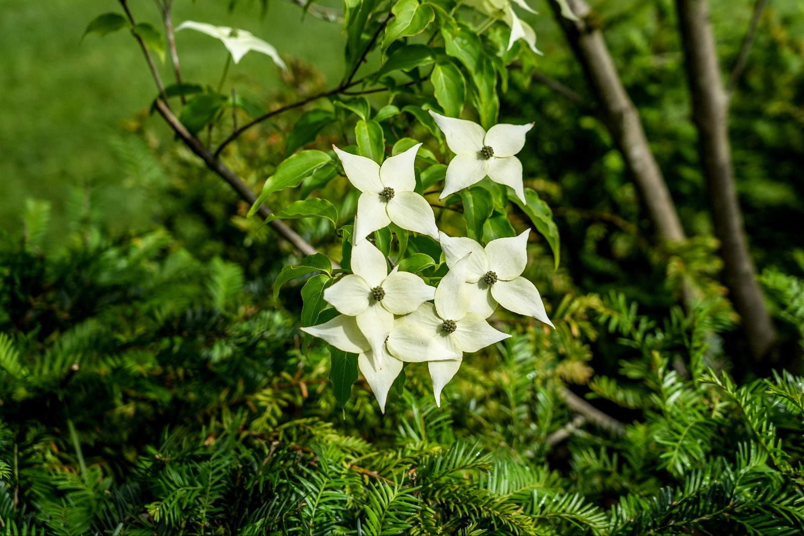 detail groen in tuin