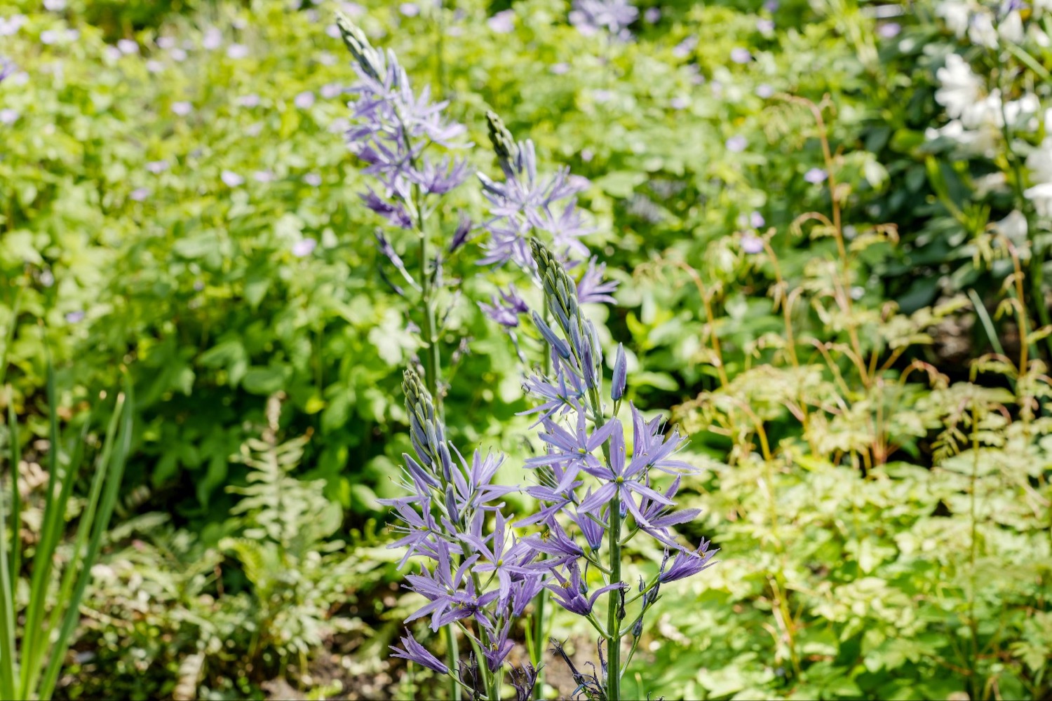 kleurige planten