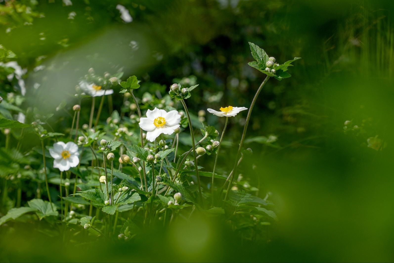 detail groen in tuin