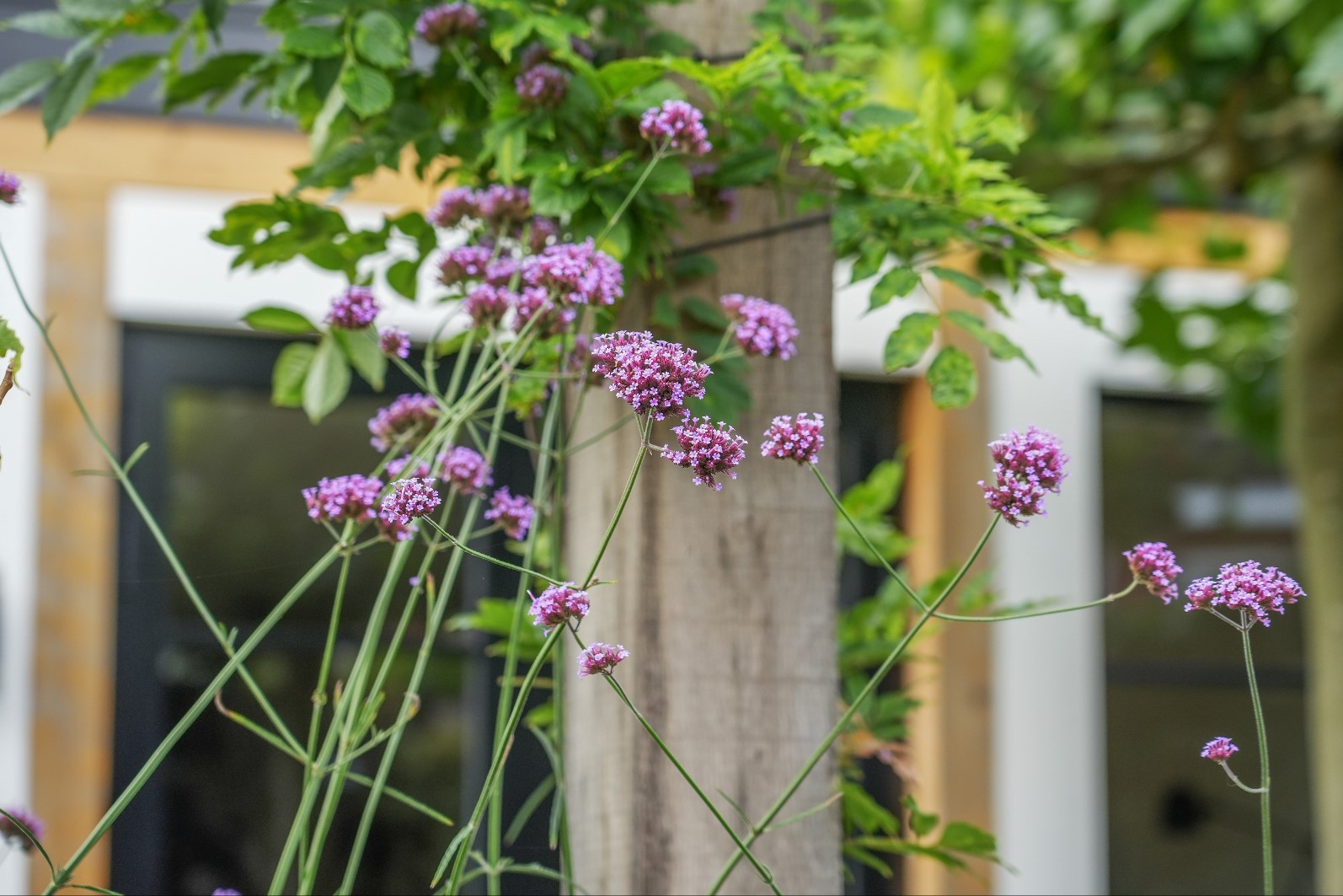 bloemen in tuin