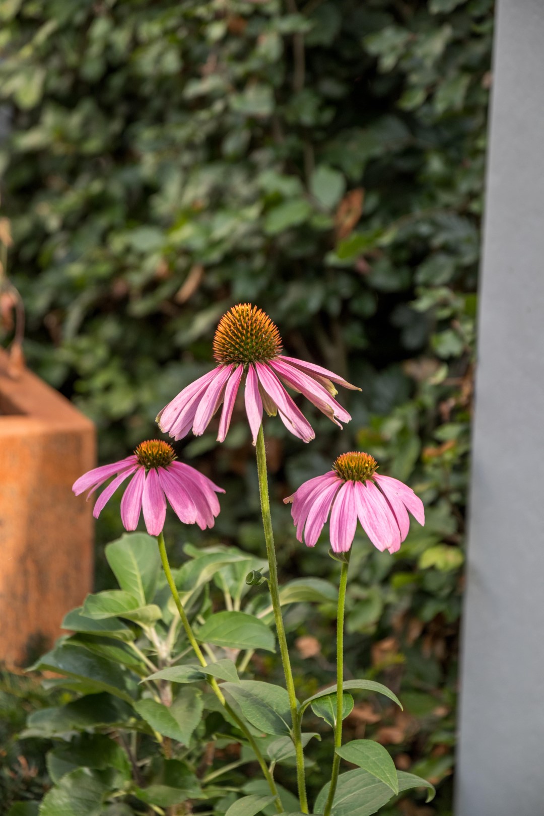 roze bloemen