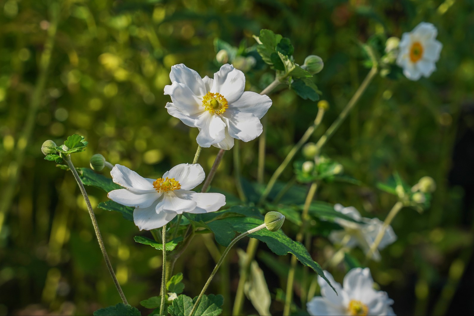 close up bloemen